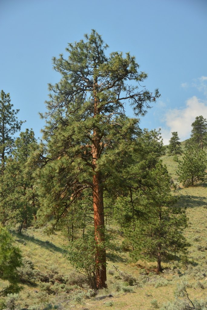 Ponderosa Pine