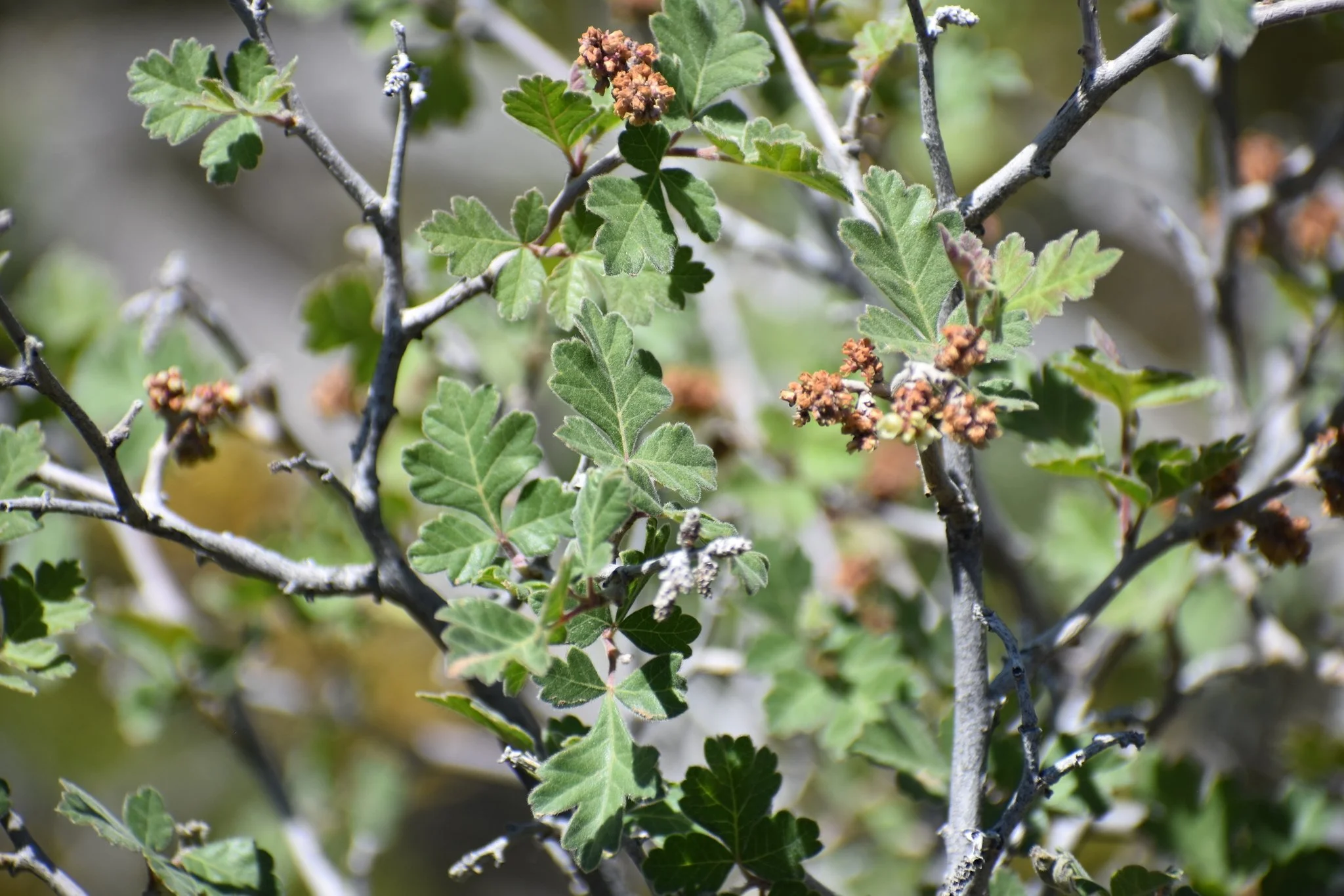 Skunkbush / Lemonade Sumac