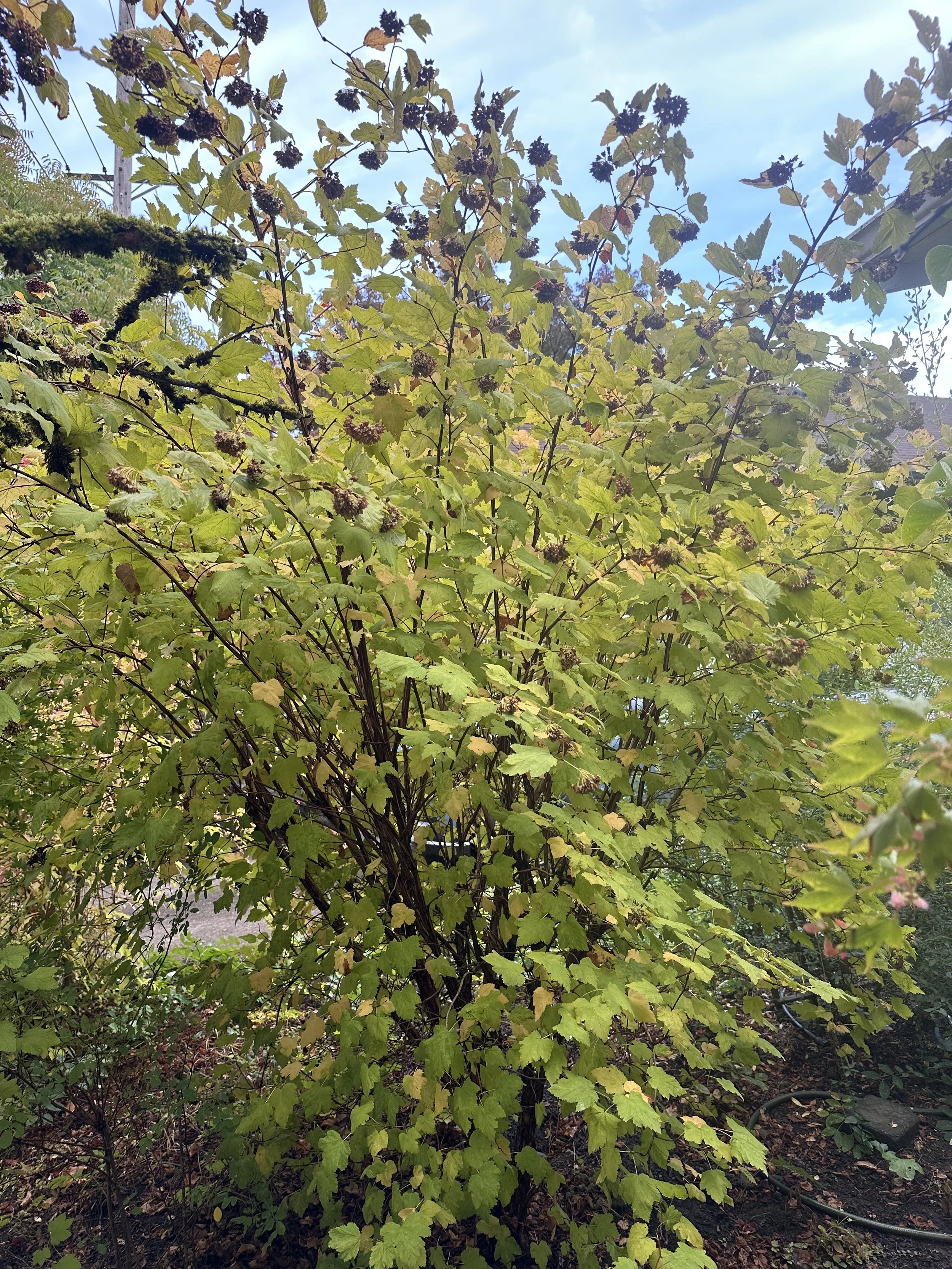 IMG_9748.JPEG