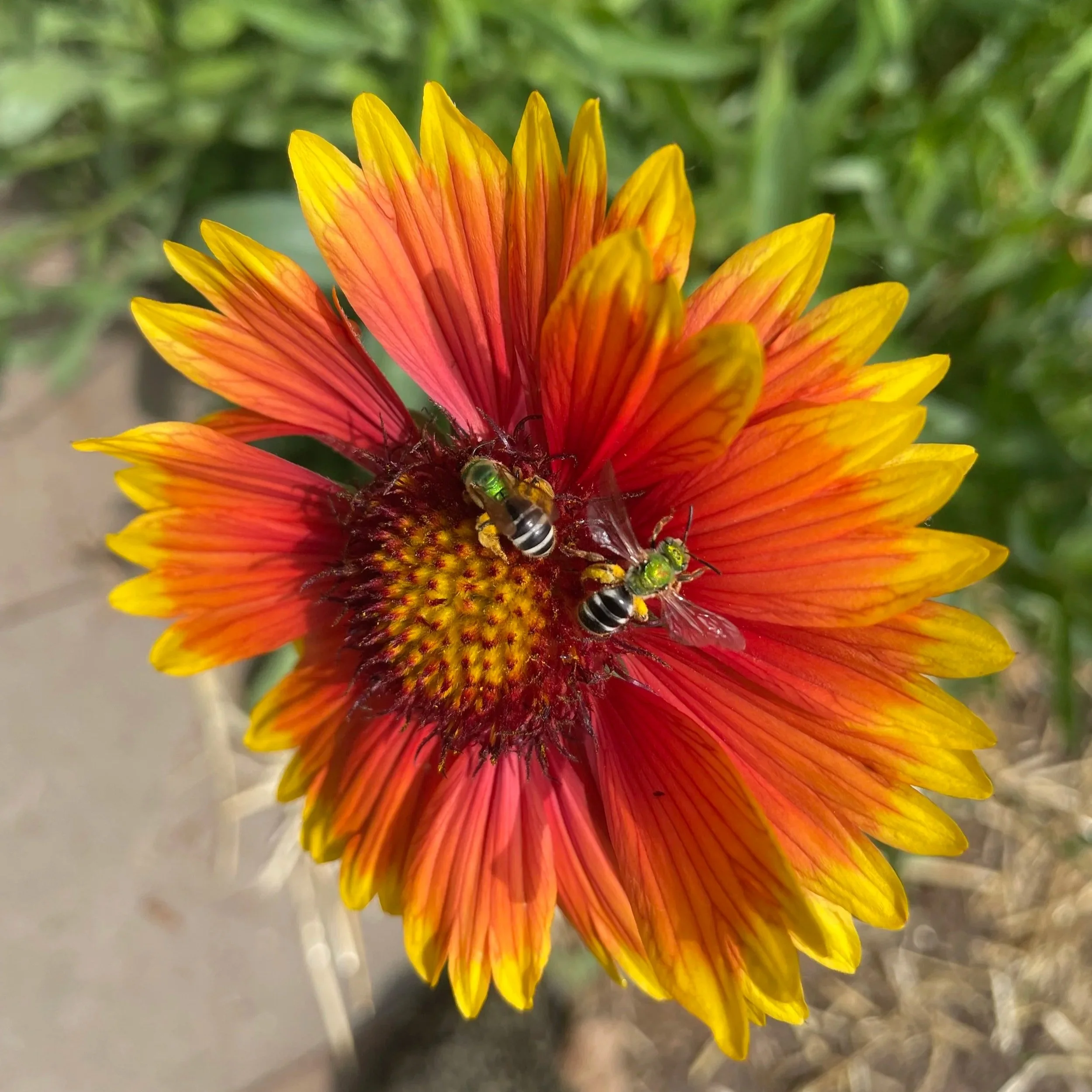 Blanketflower