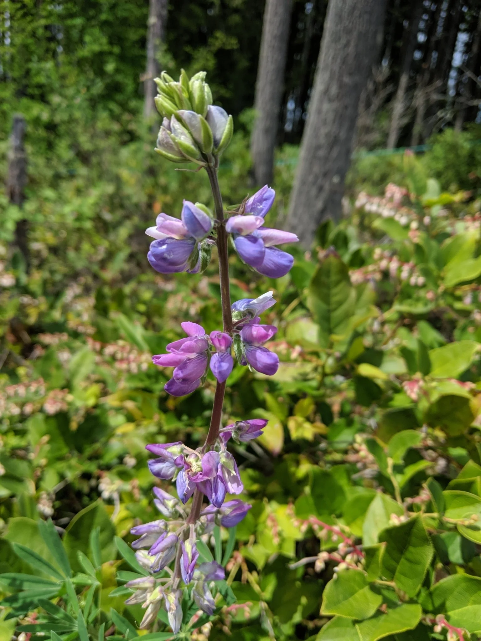 Streambank Lupine