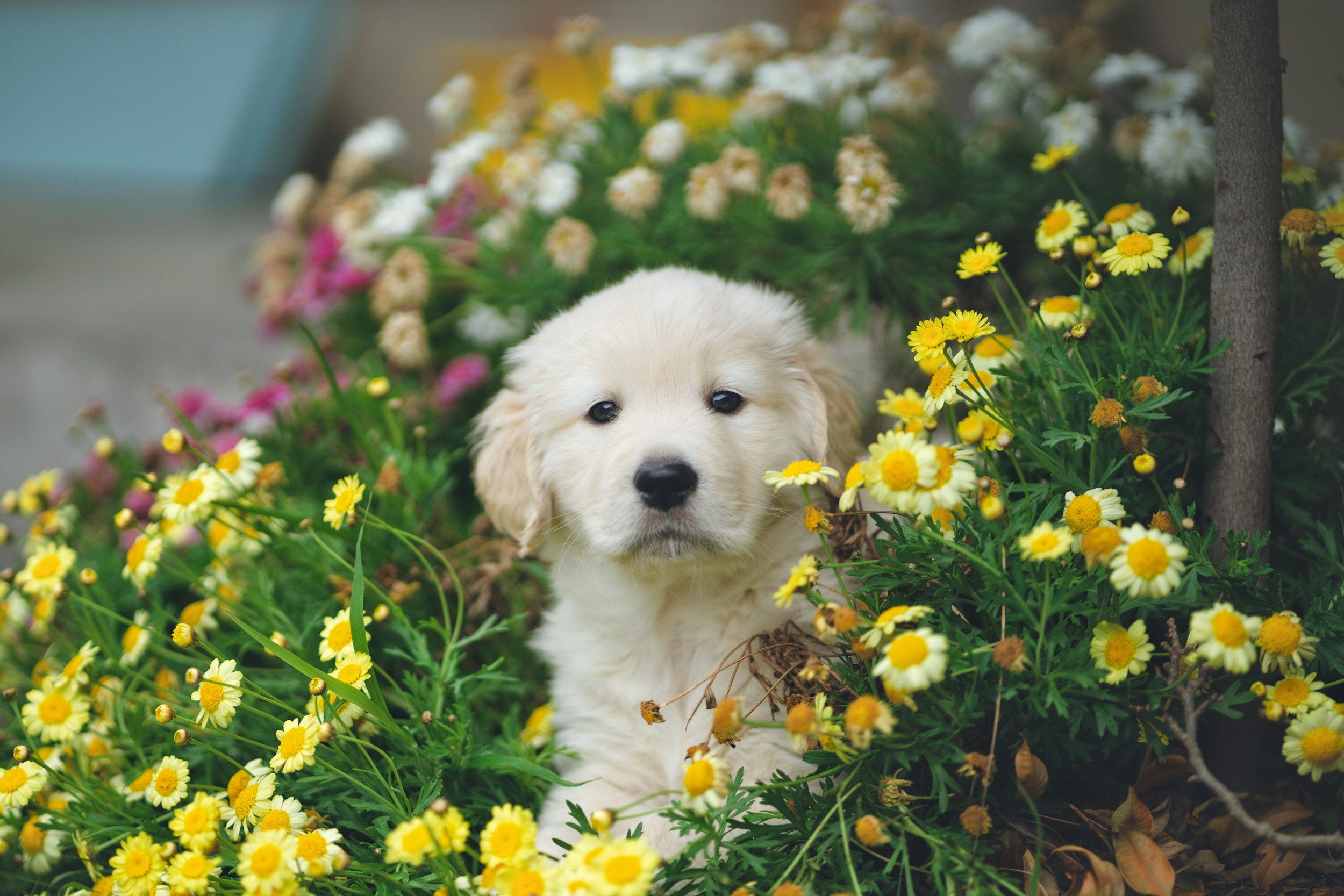 puppy-dog-outside-in-alaska-daisy-field