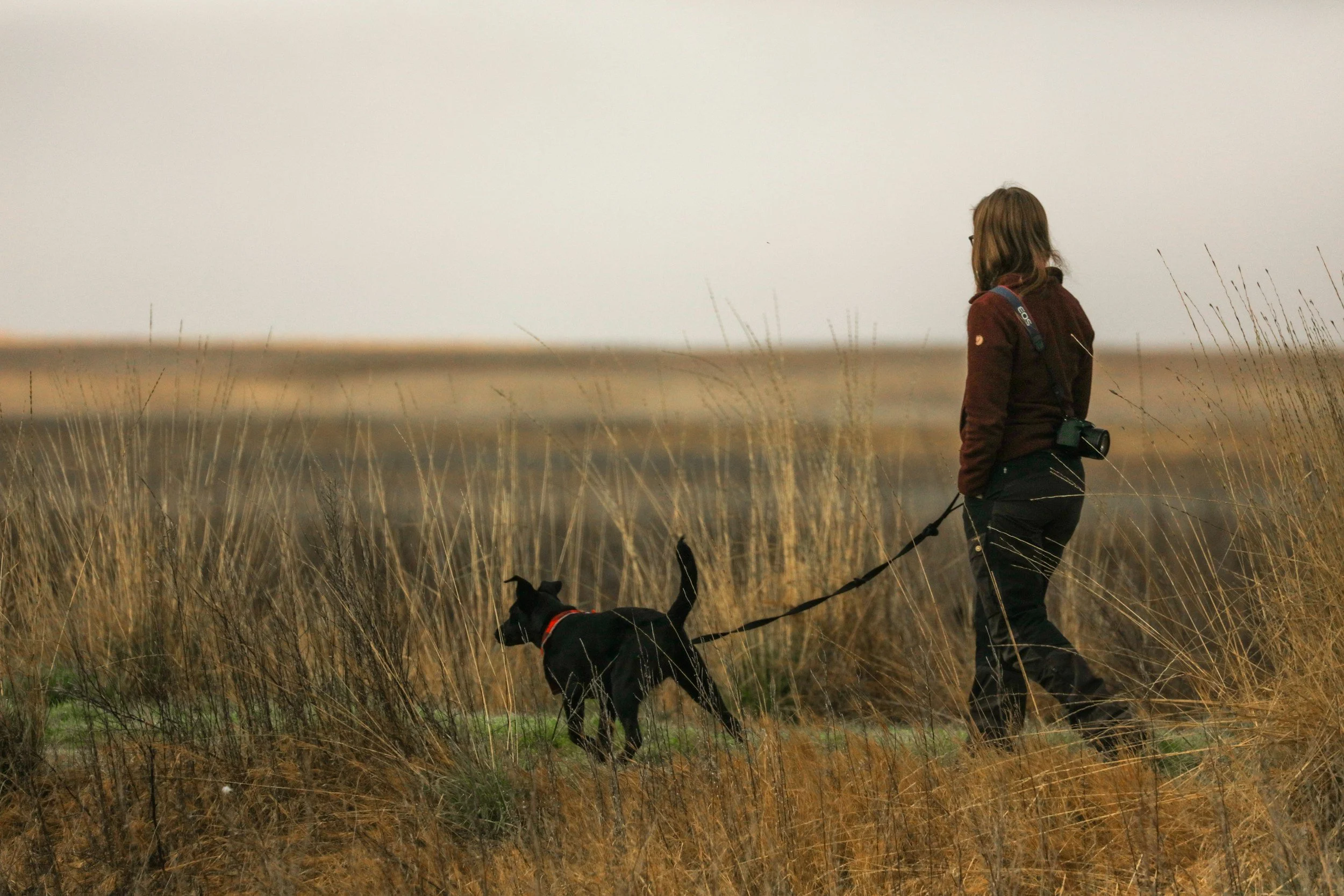 Reliable dog walking and pet sitting services for local families in Saint Simons Island GA.