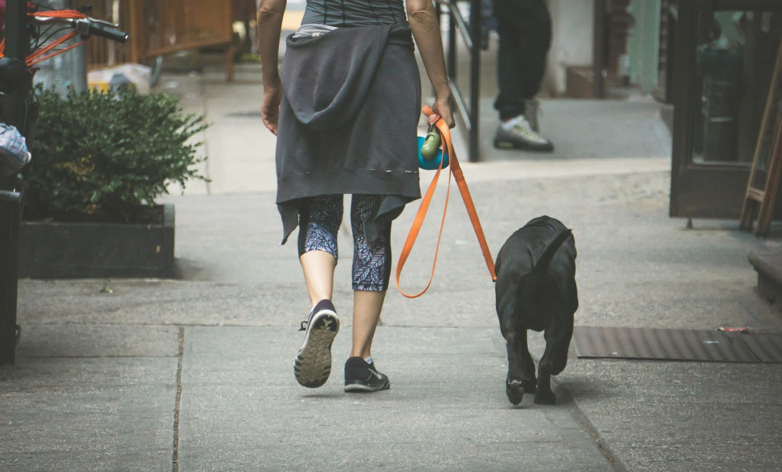 Dog walks by professional dog walkers in Brunswick.
