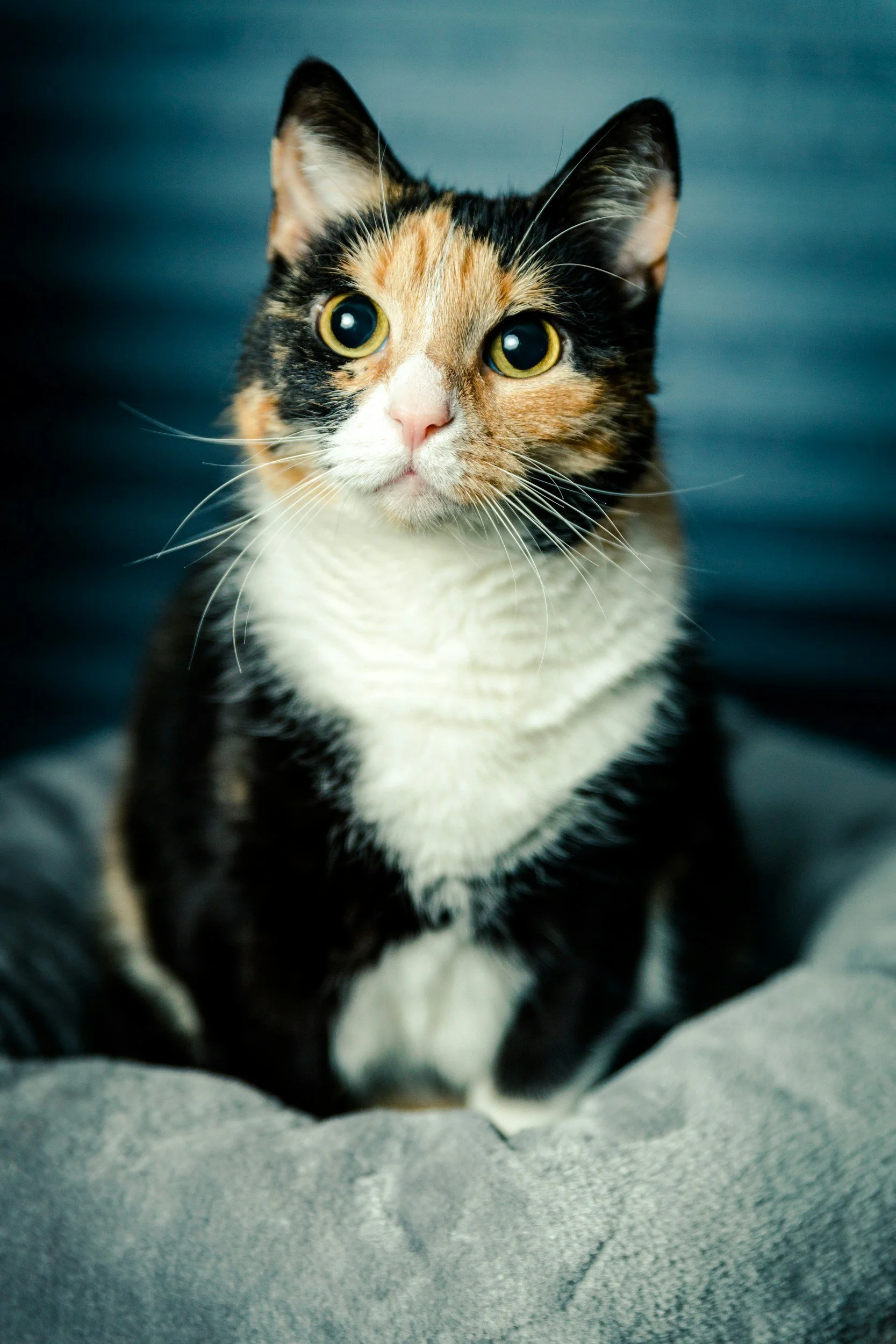 Professional pet sitters caring for a relaxed house cat—home visits in Saint Simons Island, GA.
