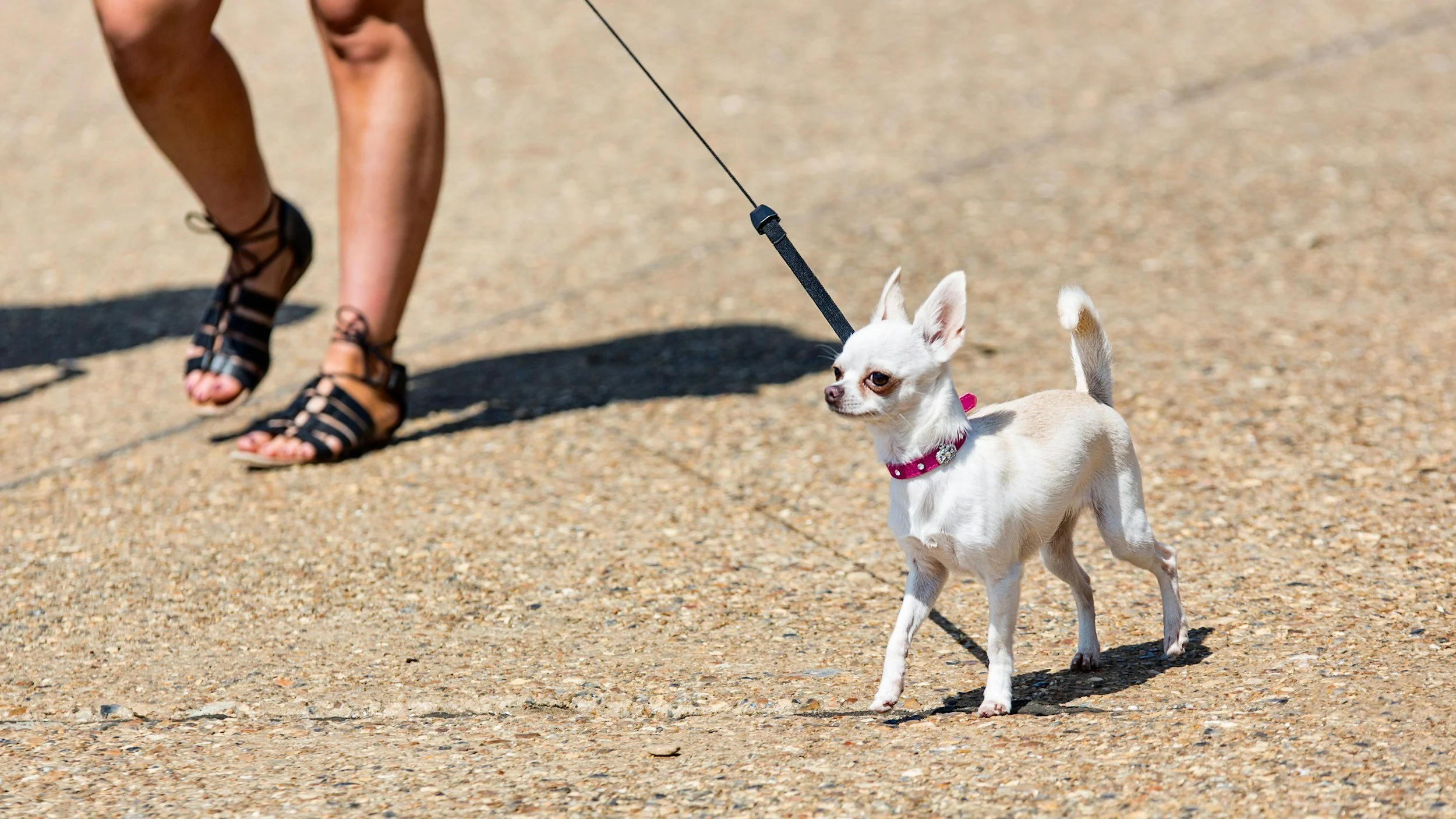Dog Walkers on Saint Simons Island