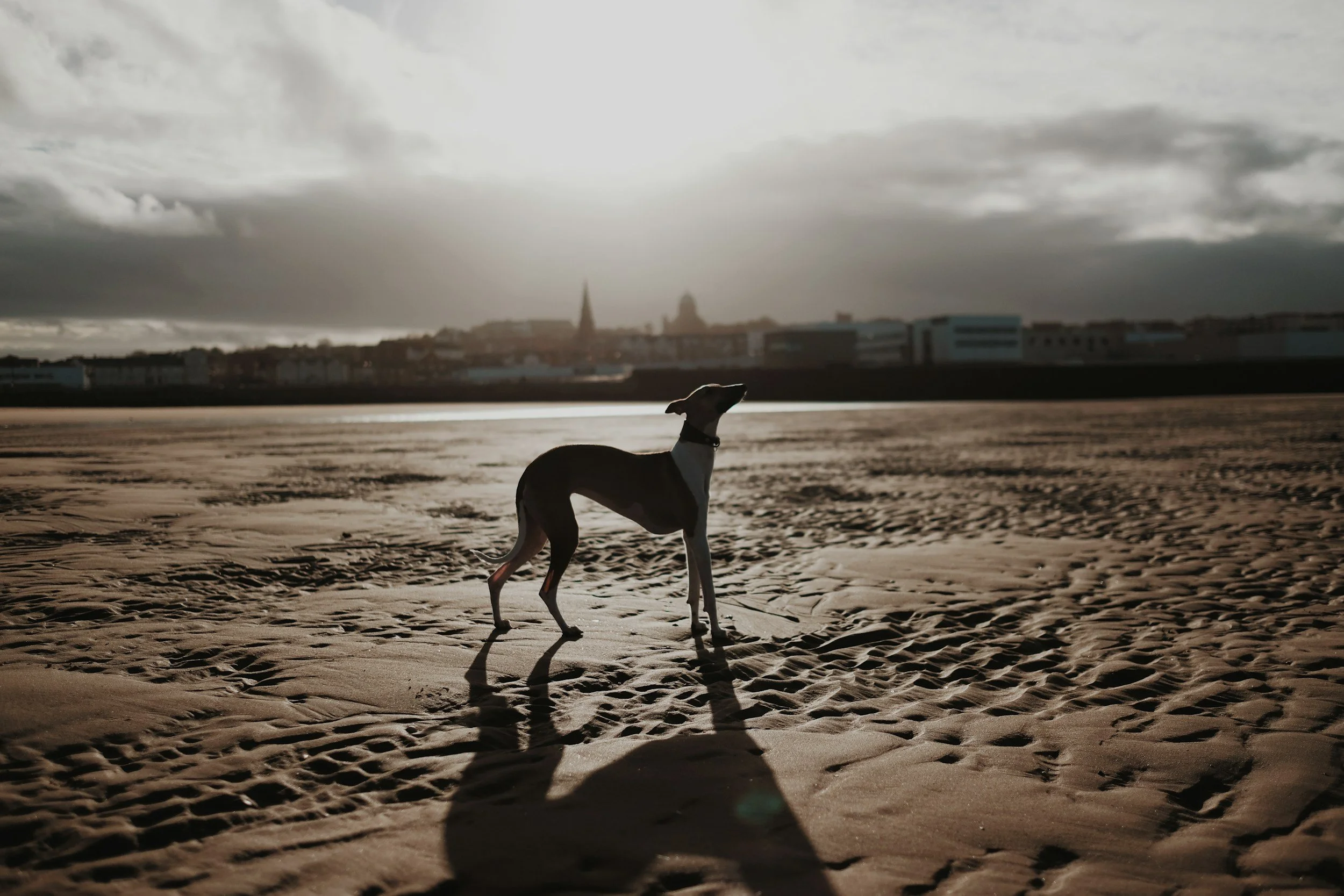 SSI dog walker with a dog standing on a sandy beach during cloudy weather.