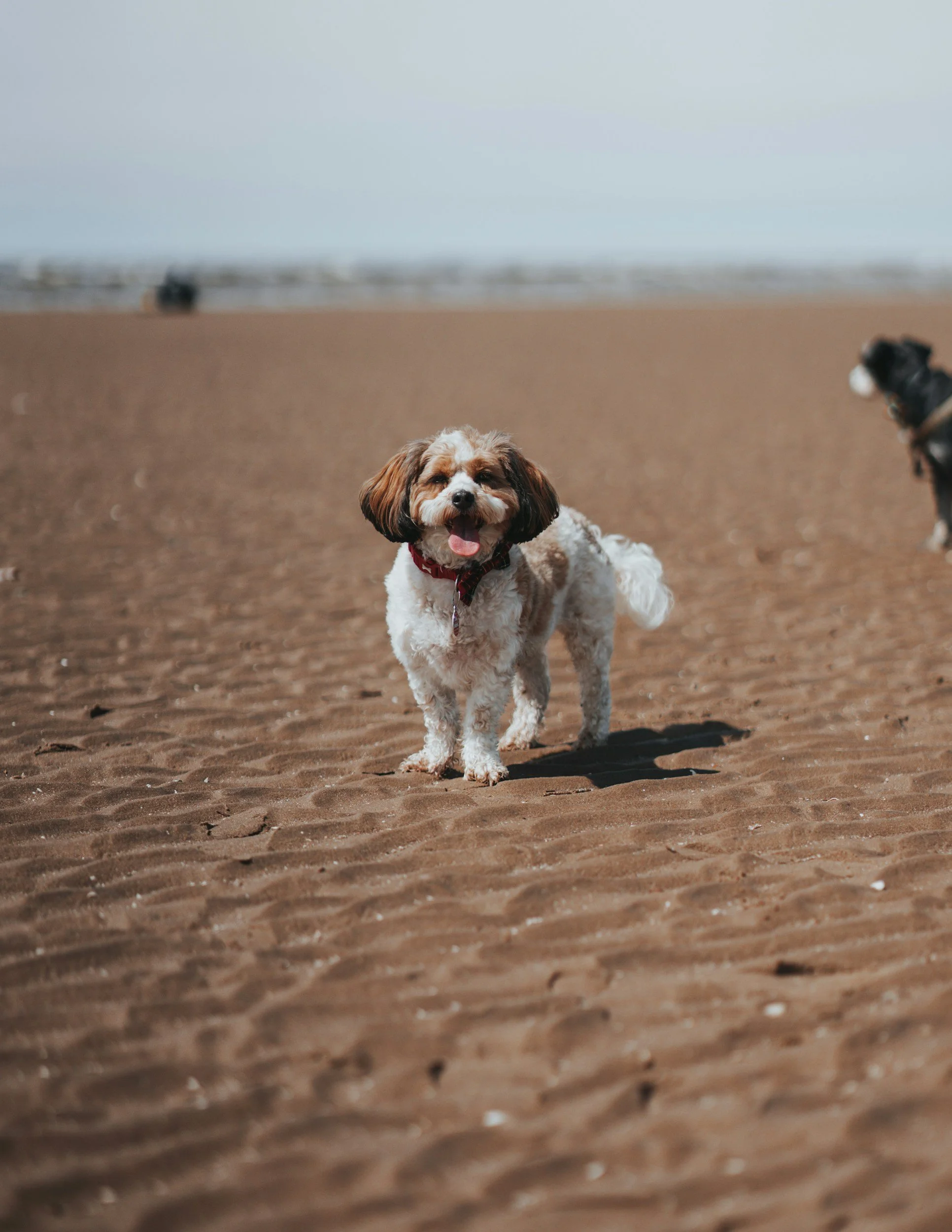 SSI Pet Sitter with a small dog with brown and white fur and a red bandana around its neck is standing on a sandy beach, smiling with its tongue out.
