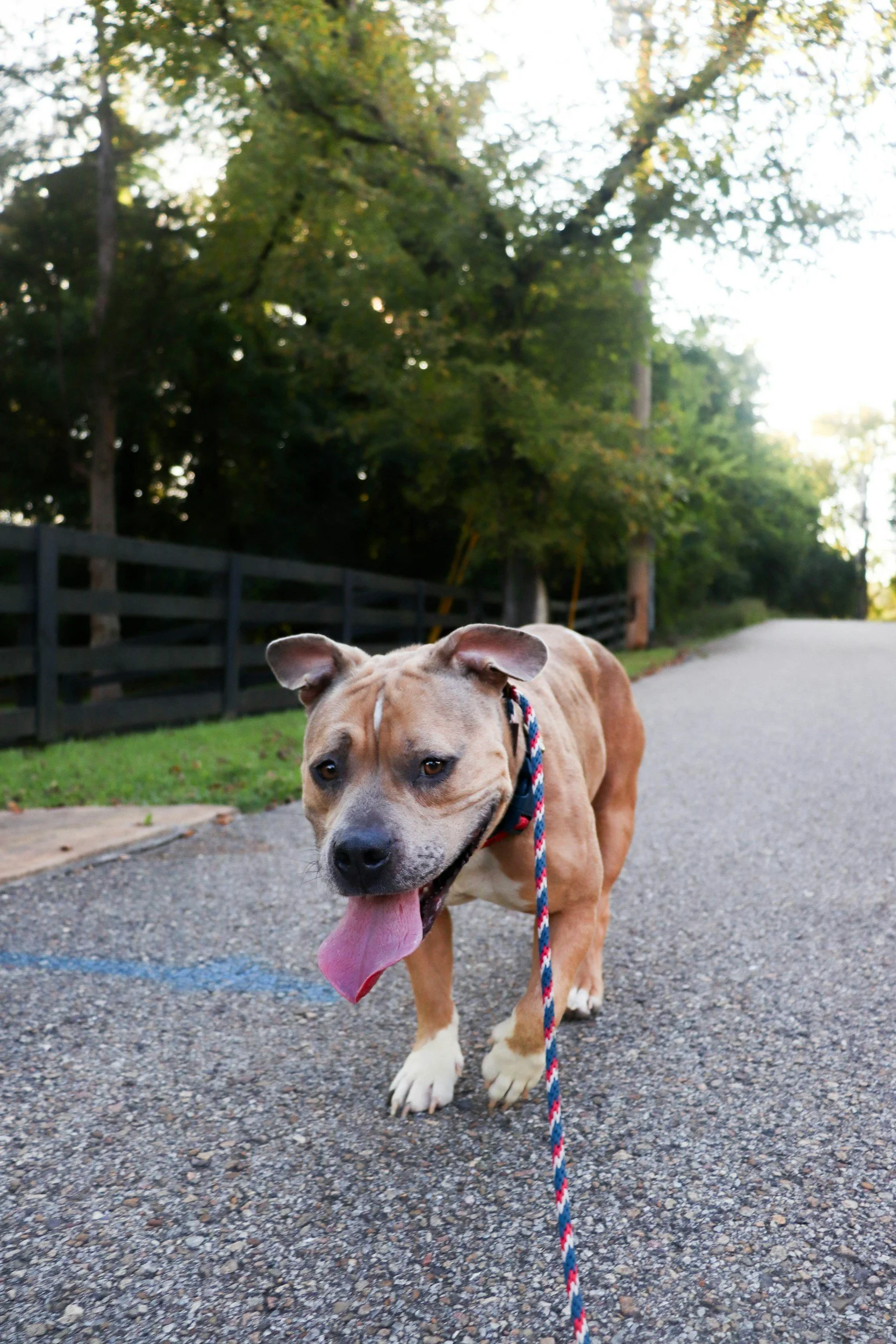 SSI Dog Walker with a happy tan and white dog with a red, white, and blue leash standing on a gravel path with trees and a wooden fence in the background.