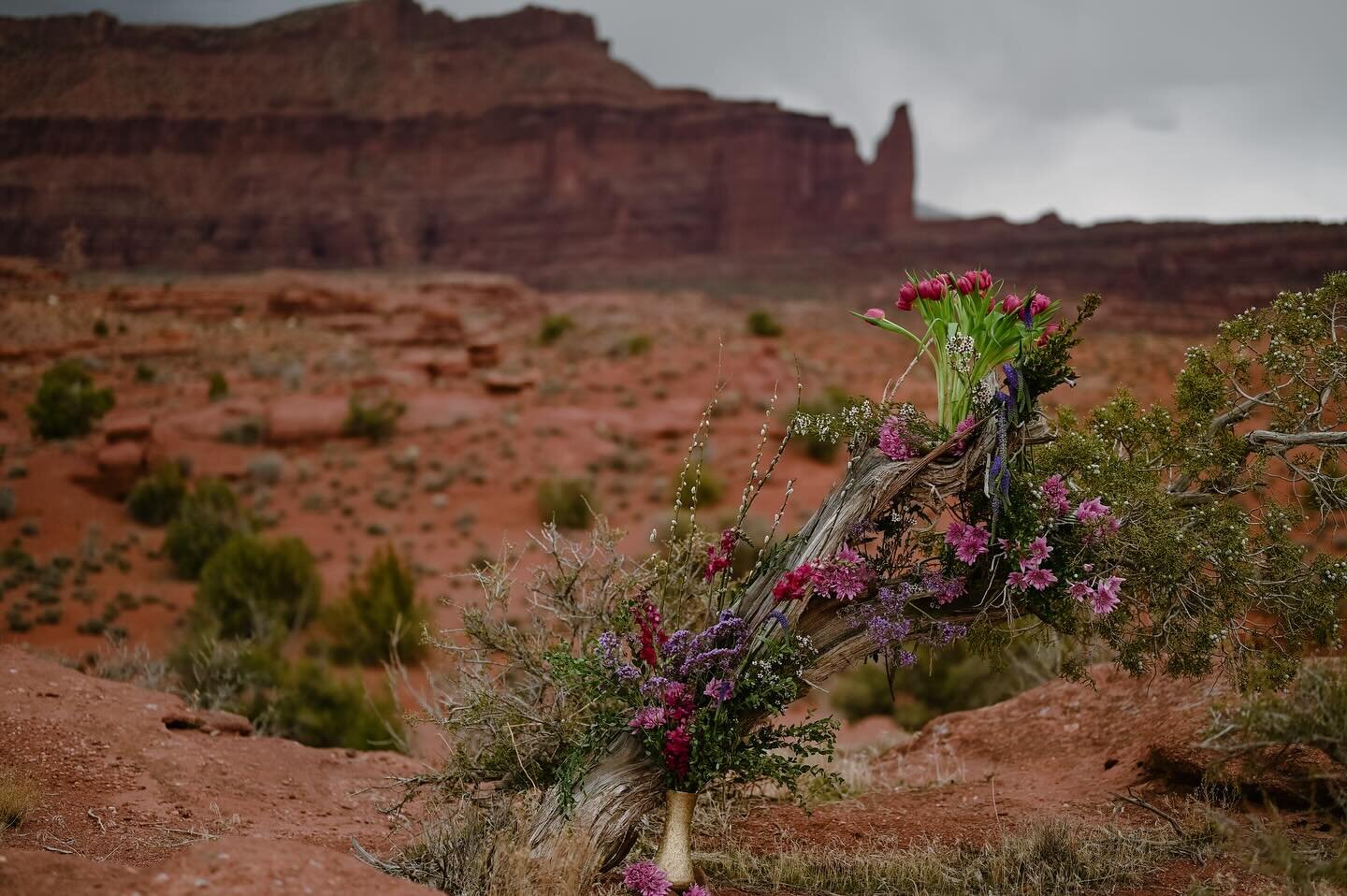 &mdash;&gt; playing in the desert.&lt;&mdash; I was so lucky that I found a place in Grand Junction that had local flowers. I should have gotten everything there, but I found them too late. The gorgeous snaps and statice are from @garveysgardens.
 I 
