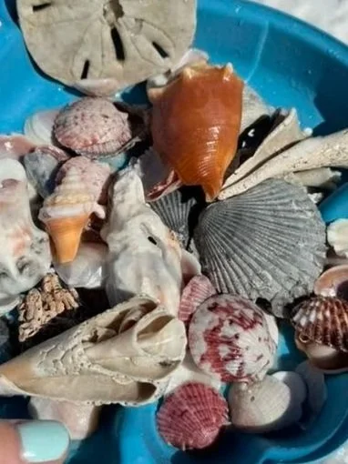 Collection of various seashells in a blue container.