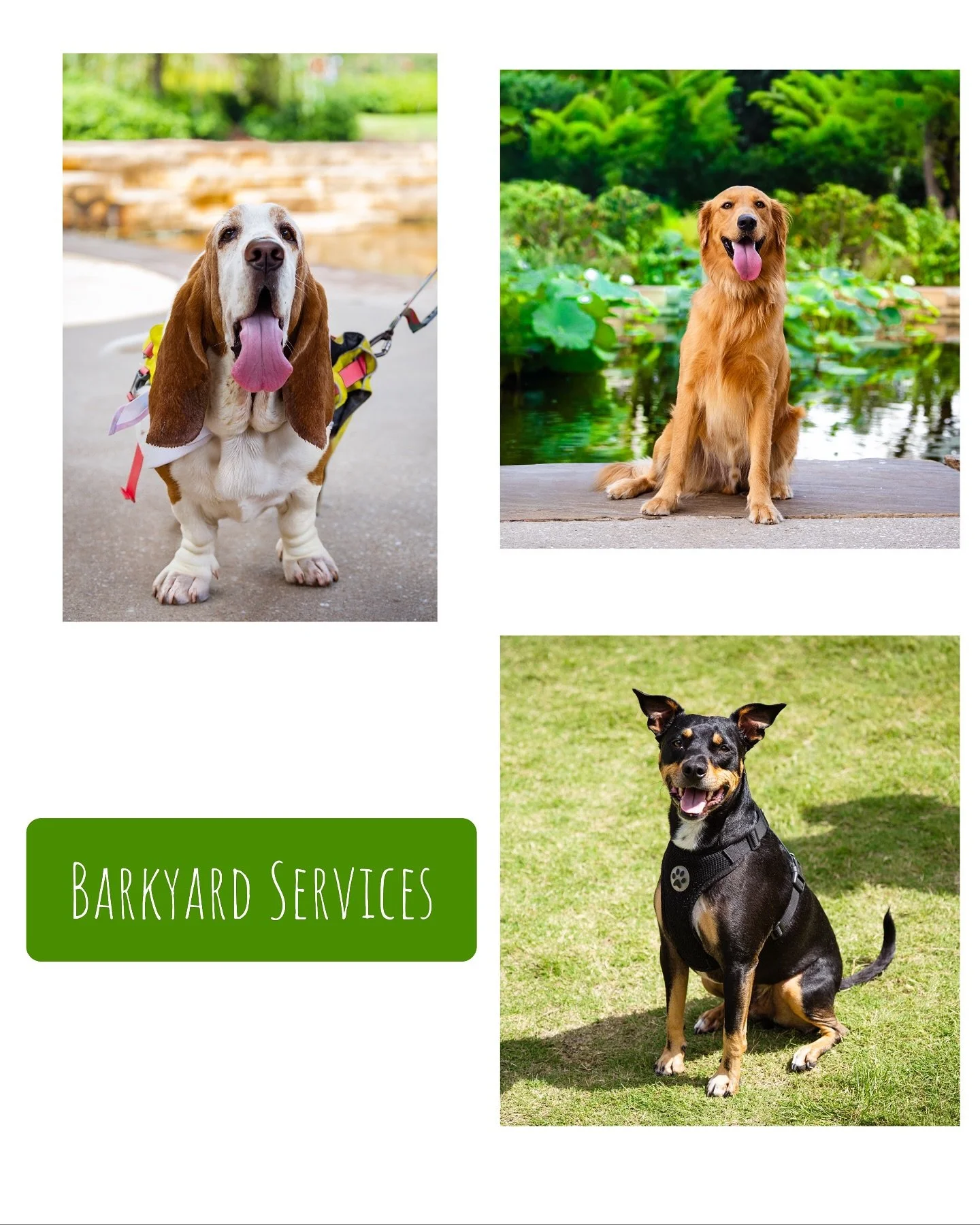 It was a pleasure working in Cary (NC) yesterday and beyond thankful to meet so many beautiful dogs in this world! If you are in need of dog portraits, or looking for a photographer to capture a dog event, please feel free to contact me anytime! Noth