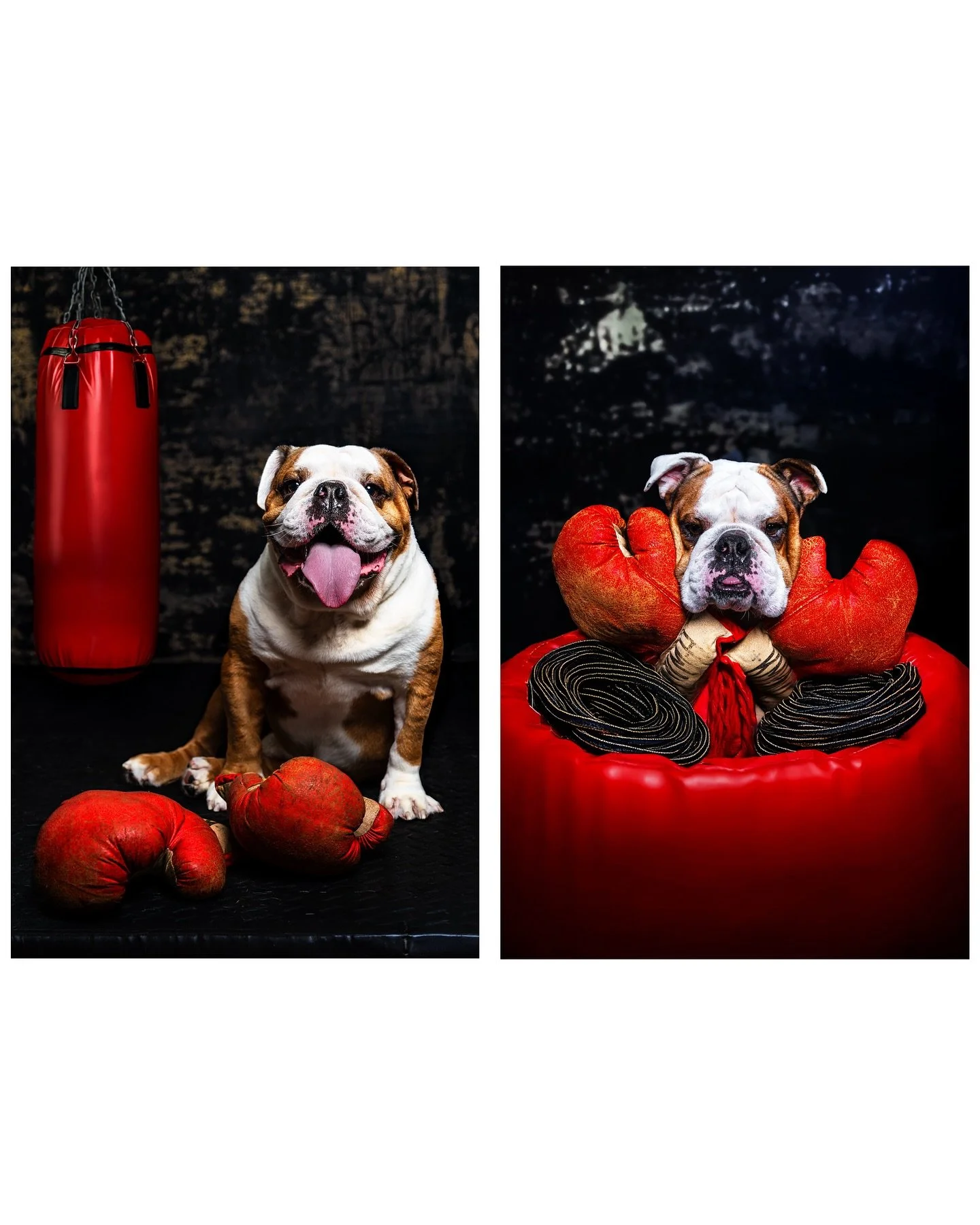 Dog Set 🥊