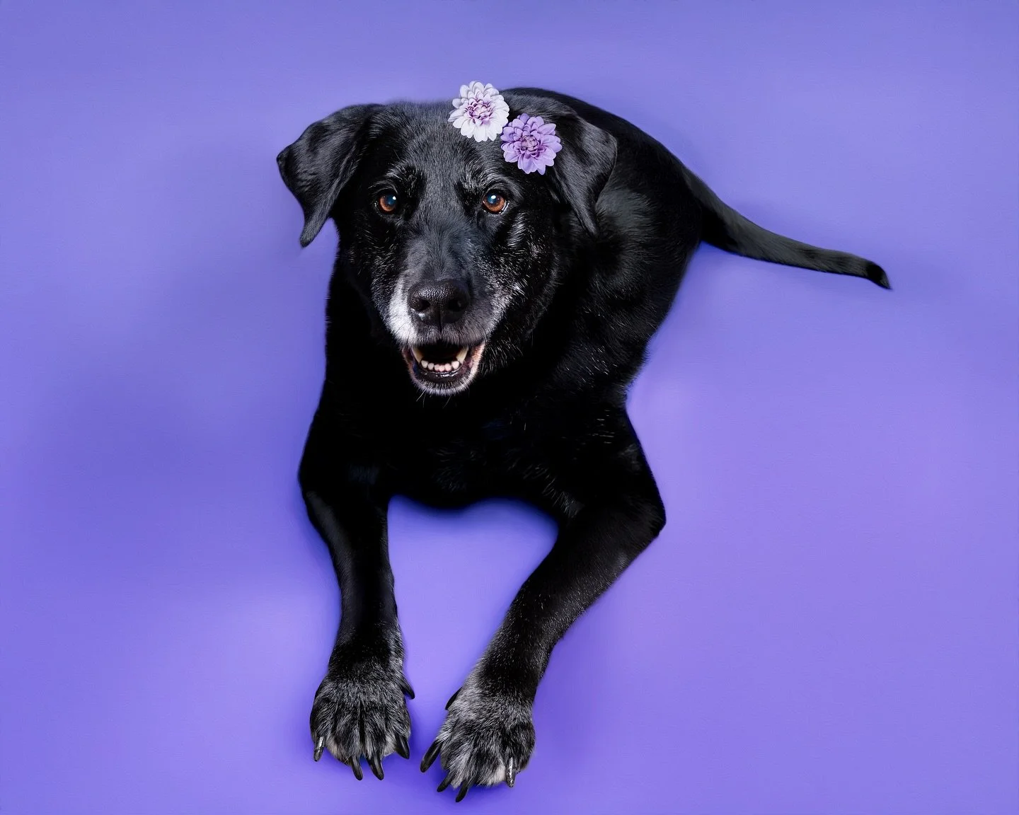 12 Years later, and you are still beautiful Kira 💜. And thank you Kayla for trusting me to capture a memorable portrait of your best friend.