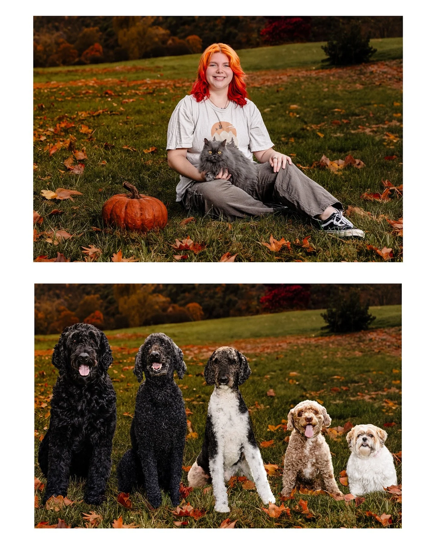 celebrate fall festivities with all the fur babies together this season 🍁