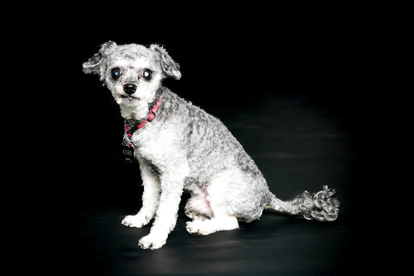 PWYC 📸 for Kobe&rsquo;s 15th 🤍