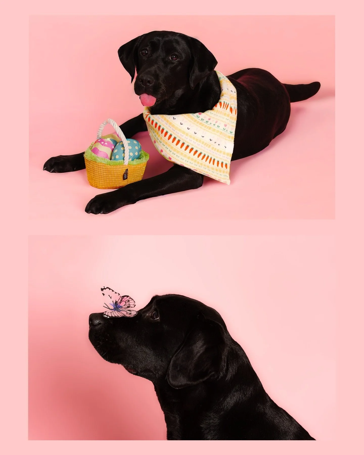 Spring has finally arrived! 💗 Which calls for 2026 Easter portraits 🐣!