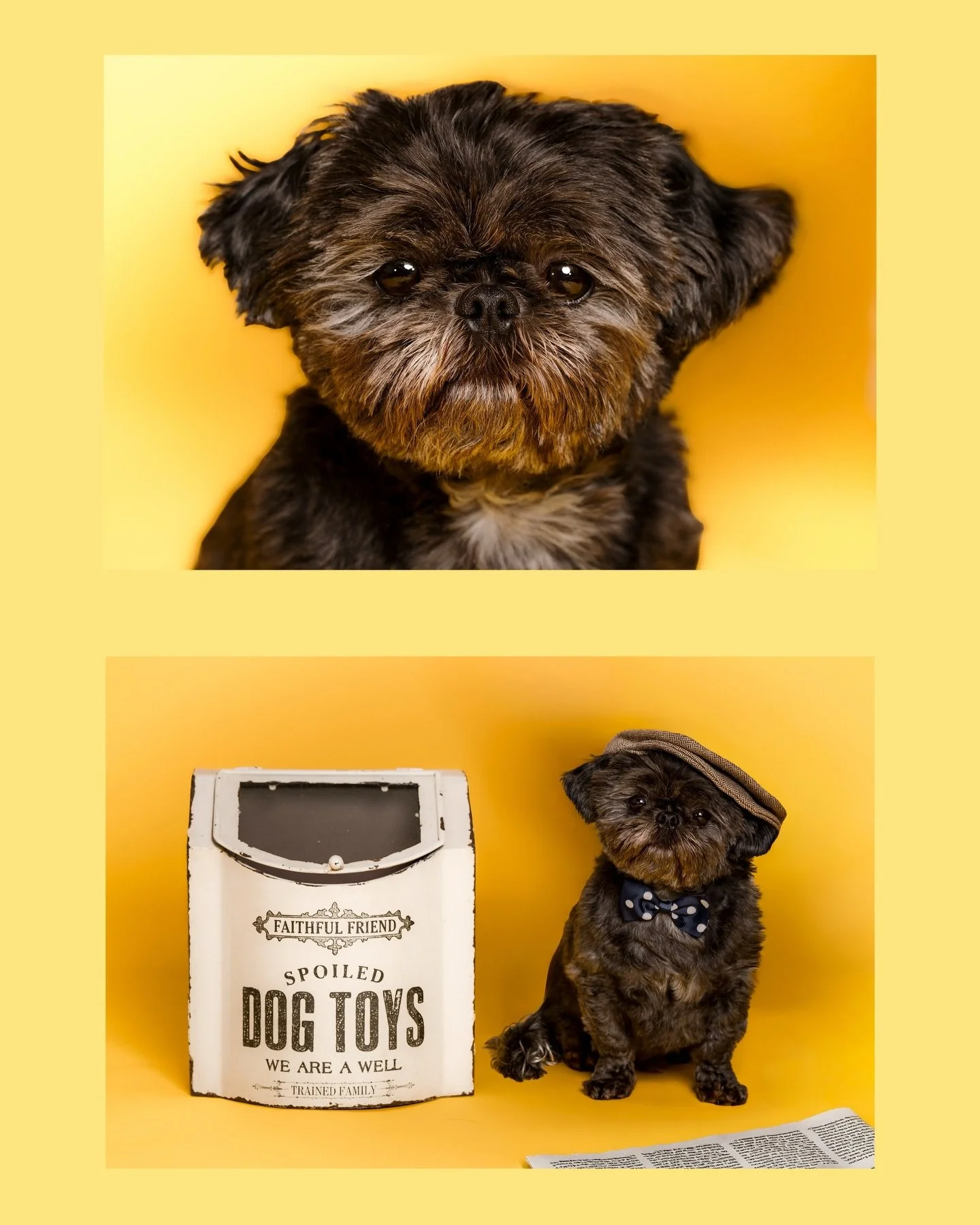 2026 PWYC DOG PHOTOSHOOT 🐾 FOR THE PEAKY BLINDERS 🗞️