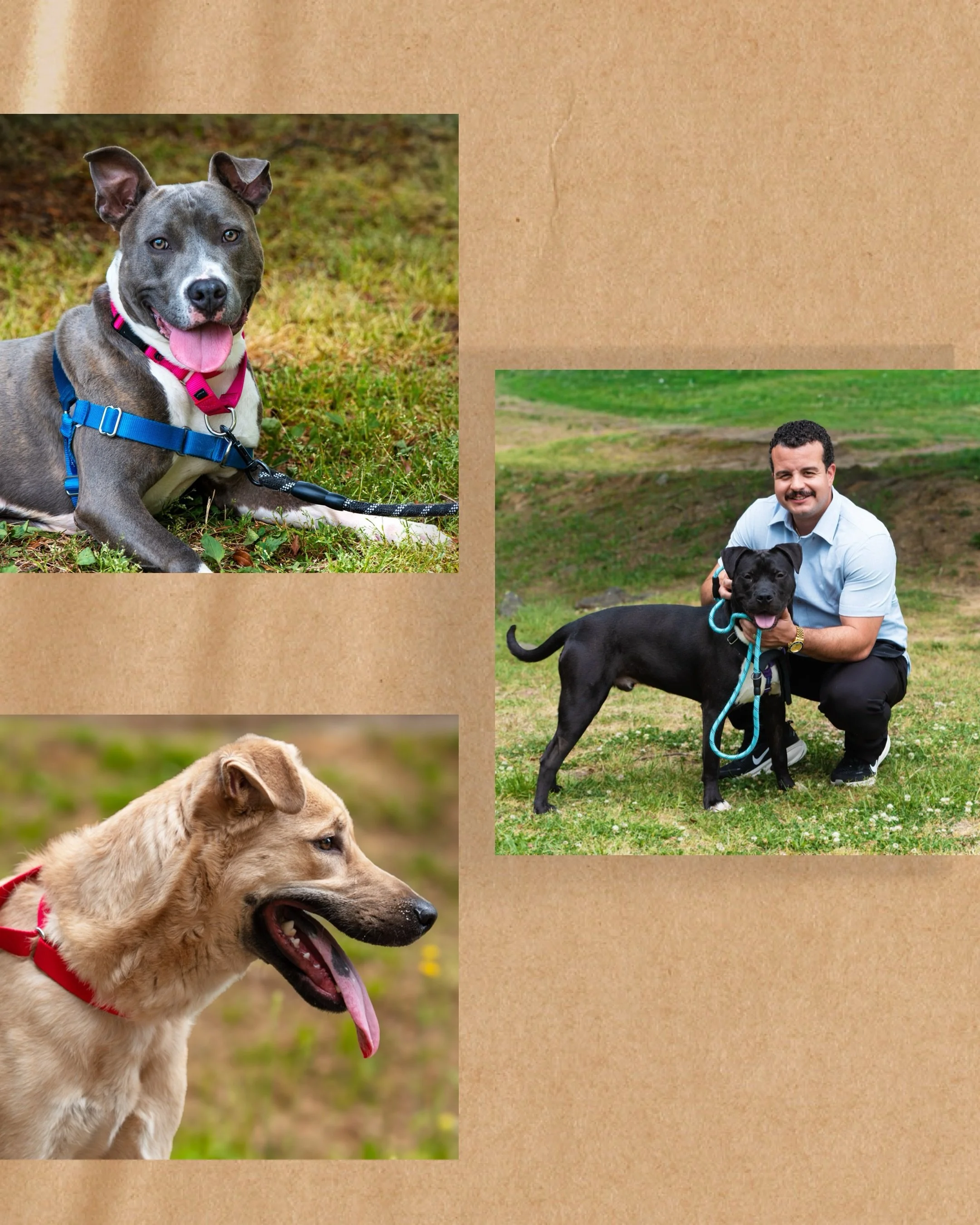 All dogs deserve a park photoshoot 🎾! When will you book yours 🐕?