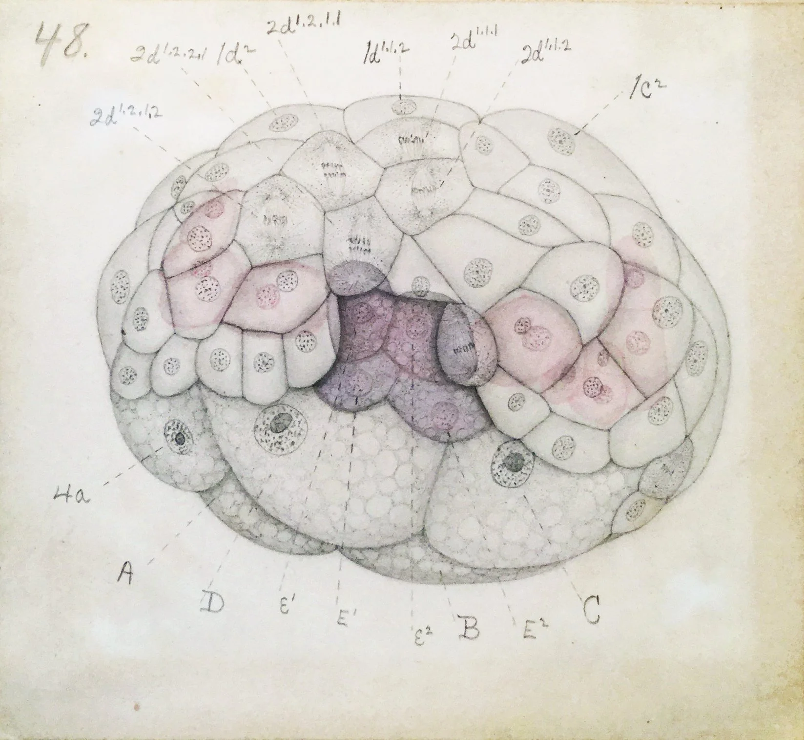 Fig48_drawing_Conklin_archive_carton6.jpg