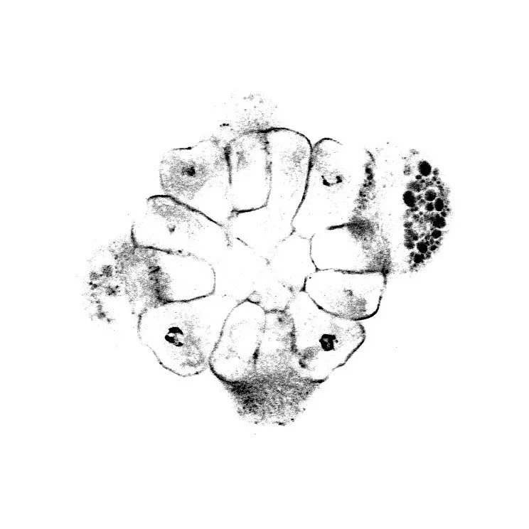 20211022_Crepidula_confocal_seq_28 Large.jpeg