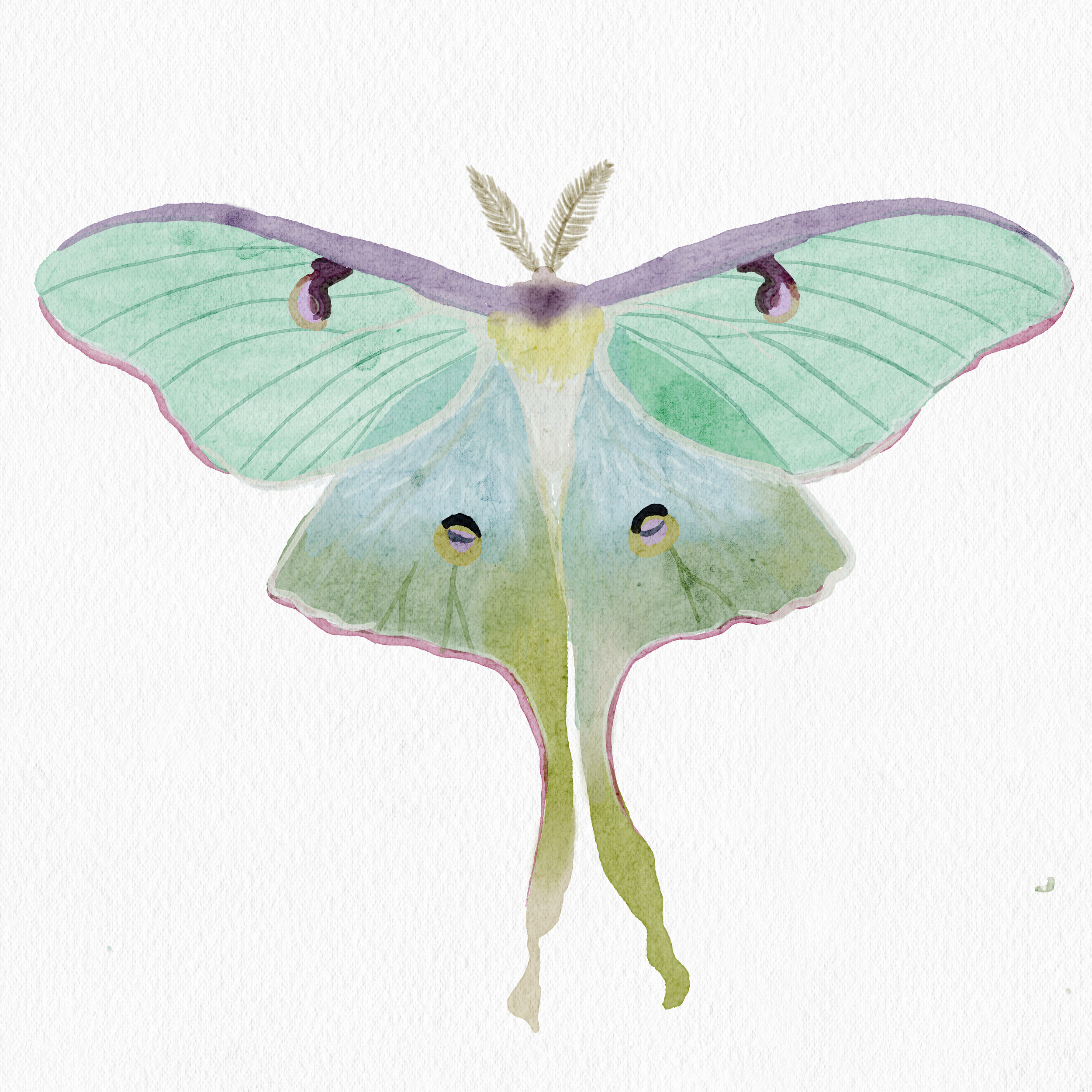Julia_Dreams_Canvas_5_-_S 1.png