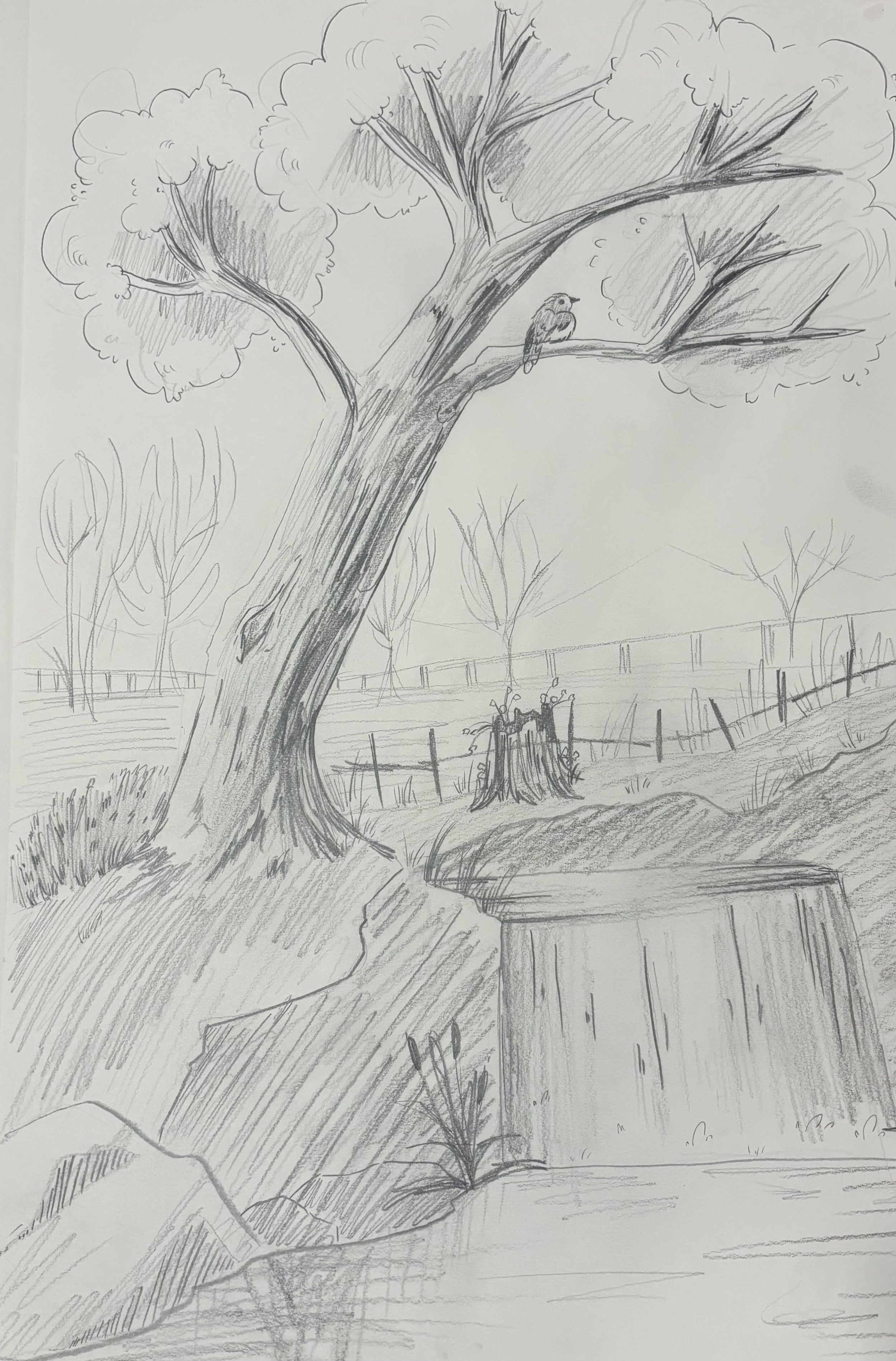 IMG_1133.jpg