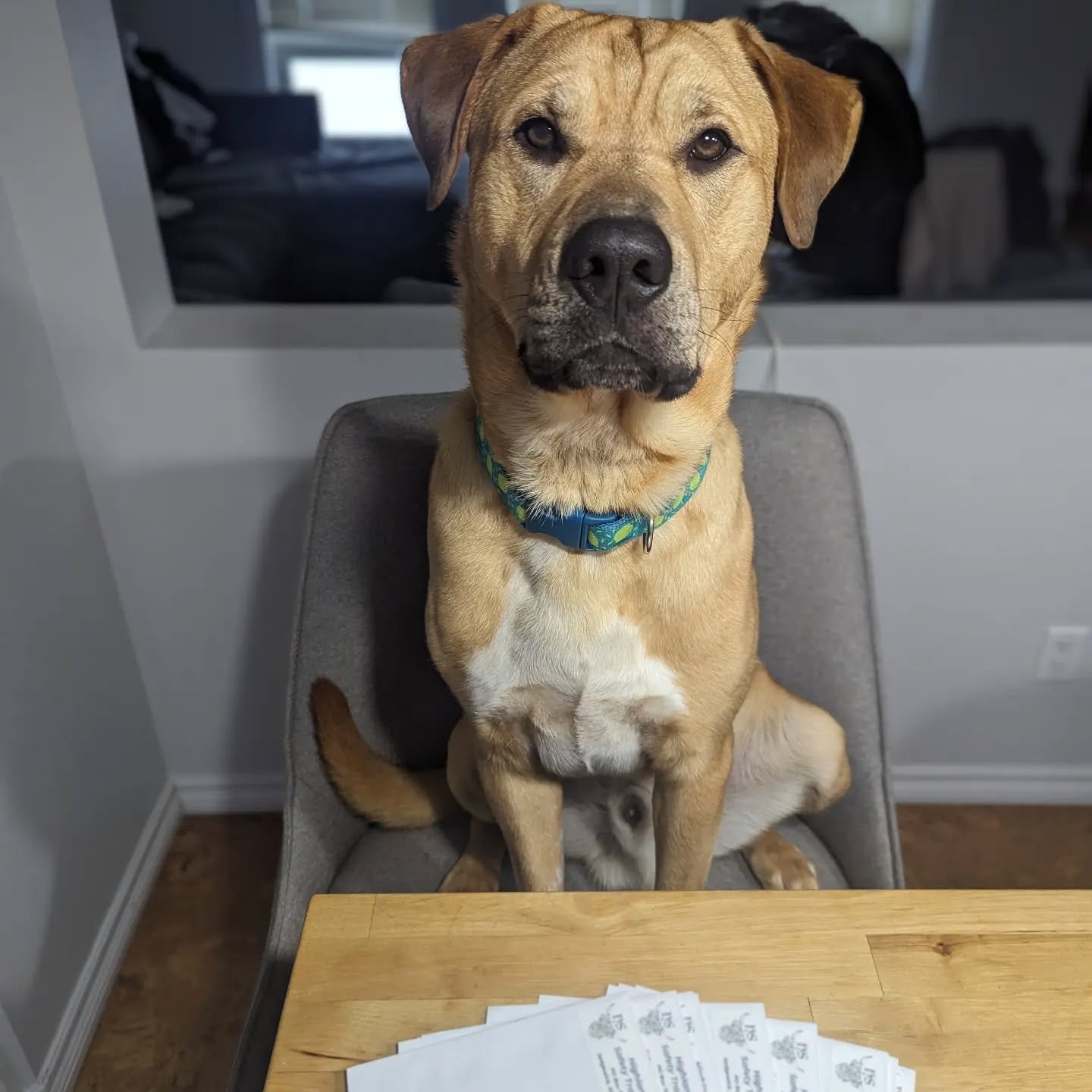 Have some help this morning to address envelopes. #highlandsafetytraining #firstaid #officedogs