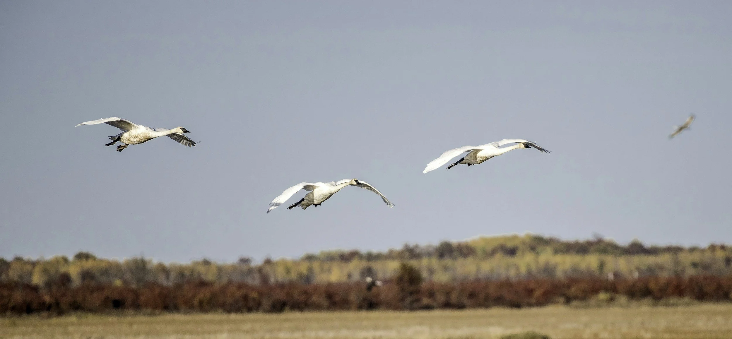The Trail Inn Grantsburg