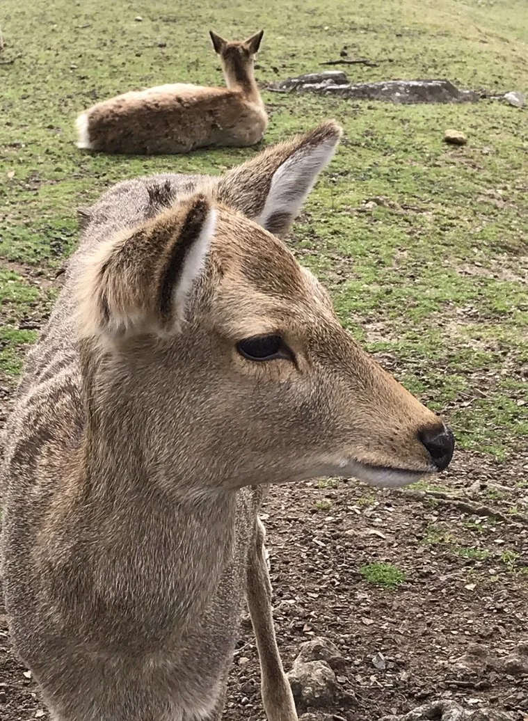 Deer