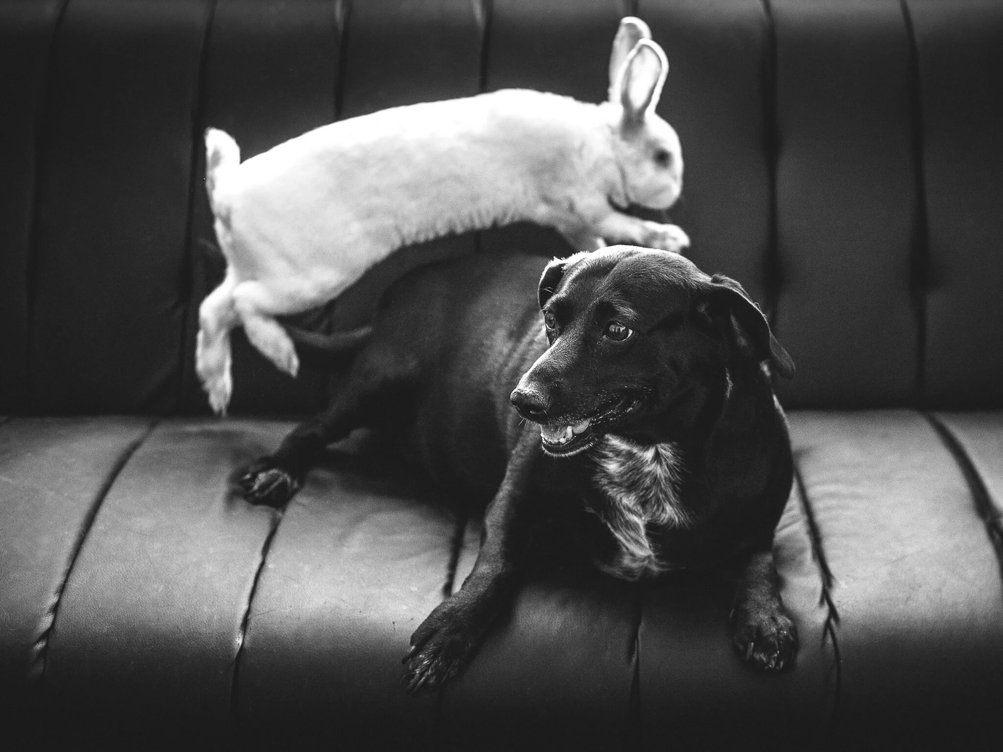 Animal interfaces
