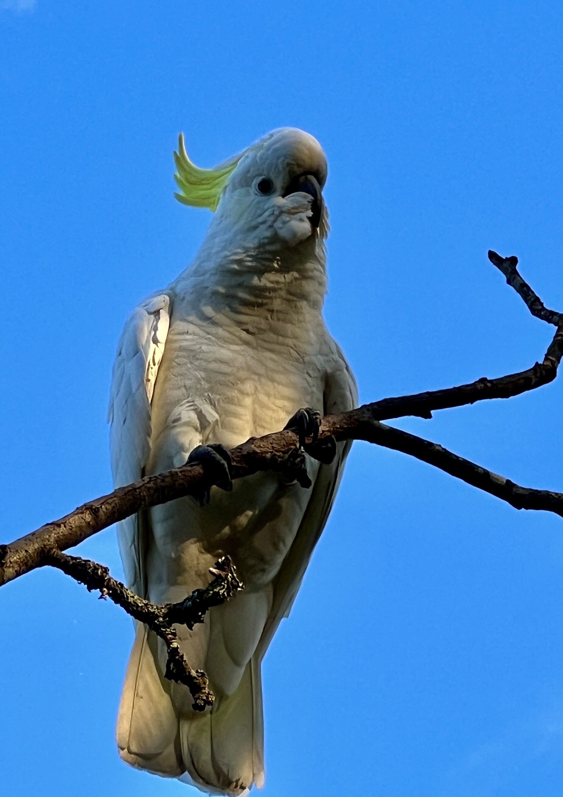 Cockatoos — NO DEAD ANIMALS PLEASE!!