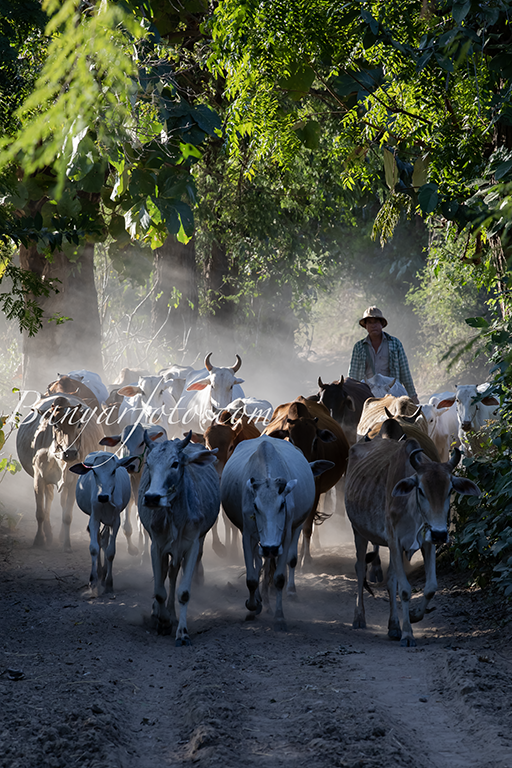 A Cowboy of Natmauk.
