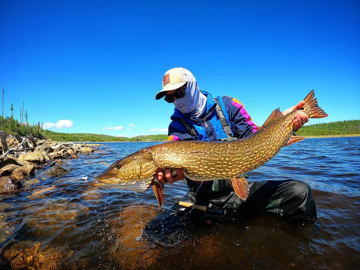 Getting excited to get after some pike soon! If you want a day in November in the boat with me shoot me a message! 

Another nice one from this summer at @troutcampatreindeerlake can&rsquo;t wait to get back out there either&hellip; 

#flyfishing #fi