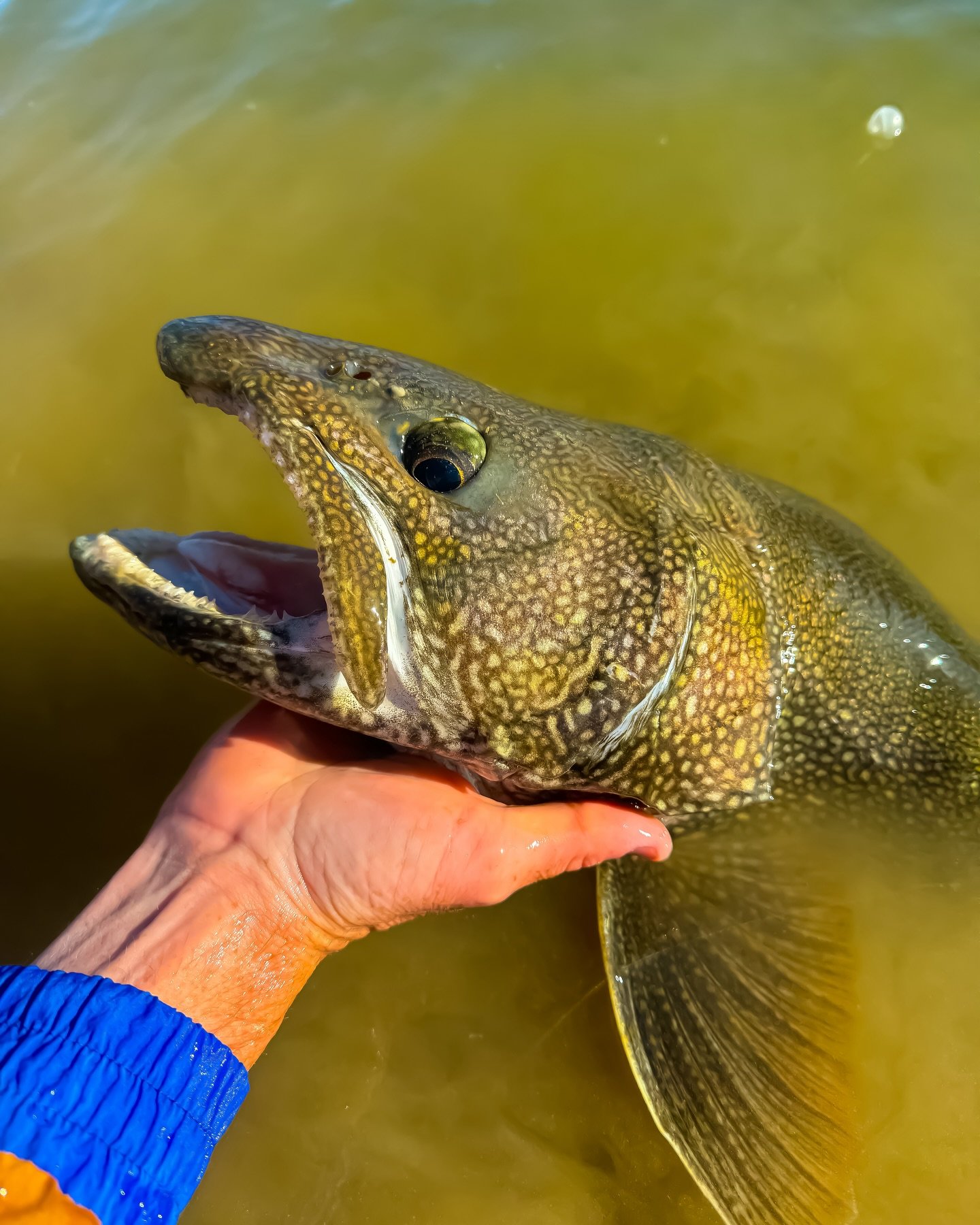 Could be the oldest fish I&rsquo;ve ever caught&hellip; 

#flyfishing #fishing #laketrout #catchandrelease #fall #guidelineflyfish #cortlandline