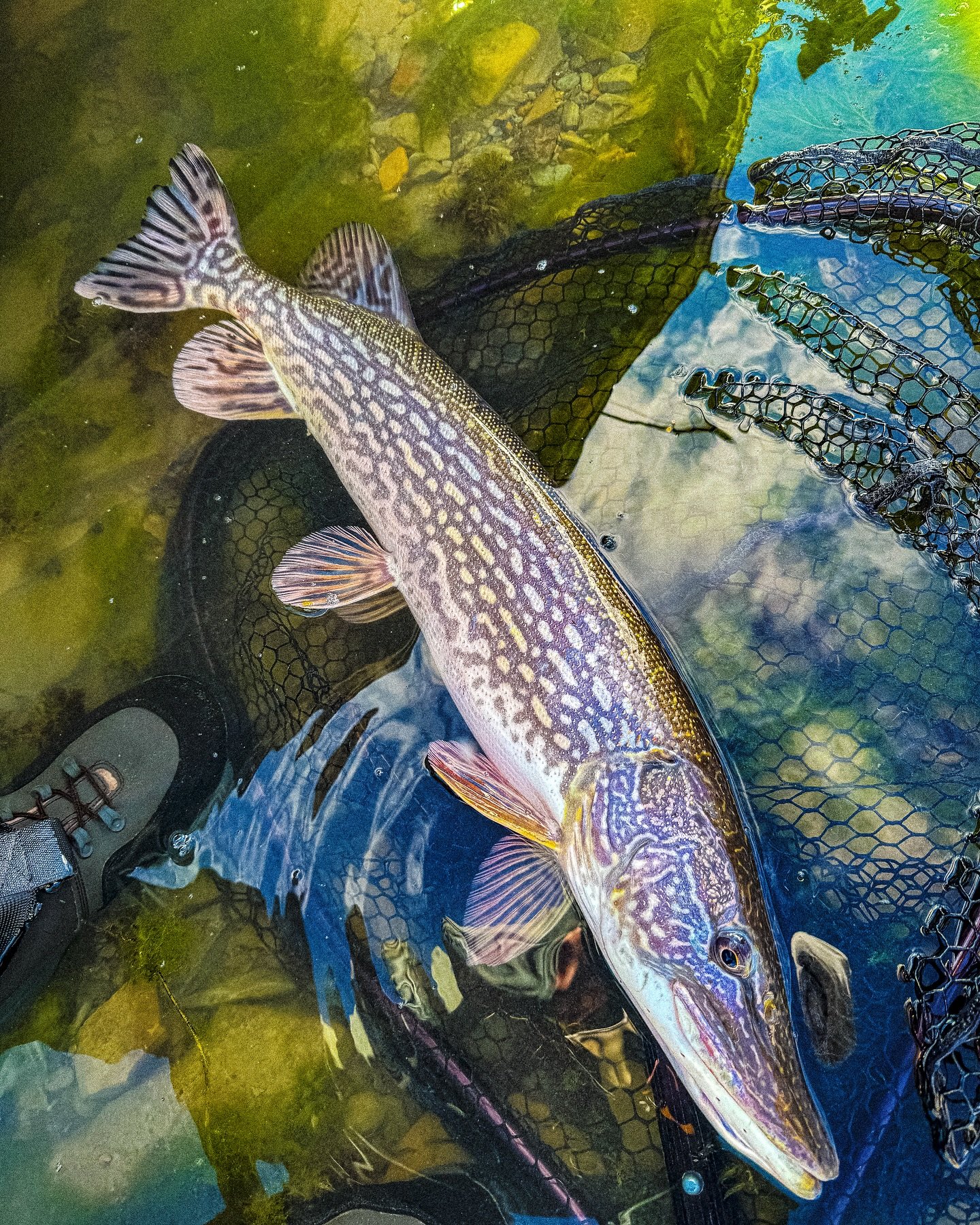 Just a really clean one. Watching these things eat a fly boat side will change your life. I am hopelessly addicted&hellip; 

#flyfishing #fishing #pikeonthefly #catchandrelease #guidelineusa #cortlandline #catfishric