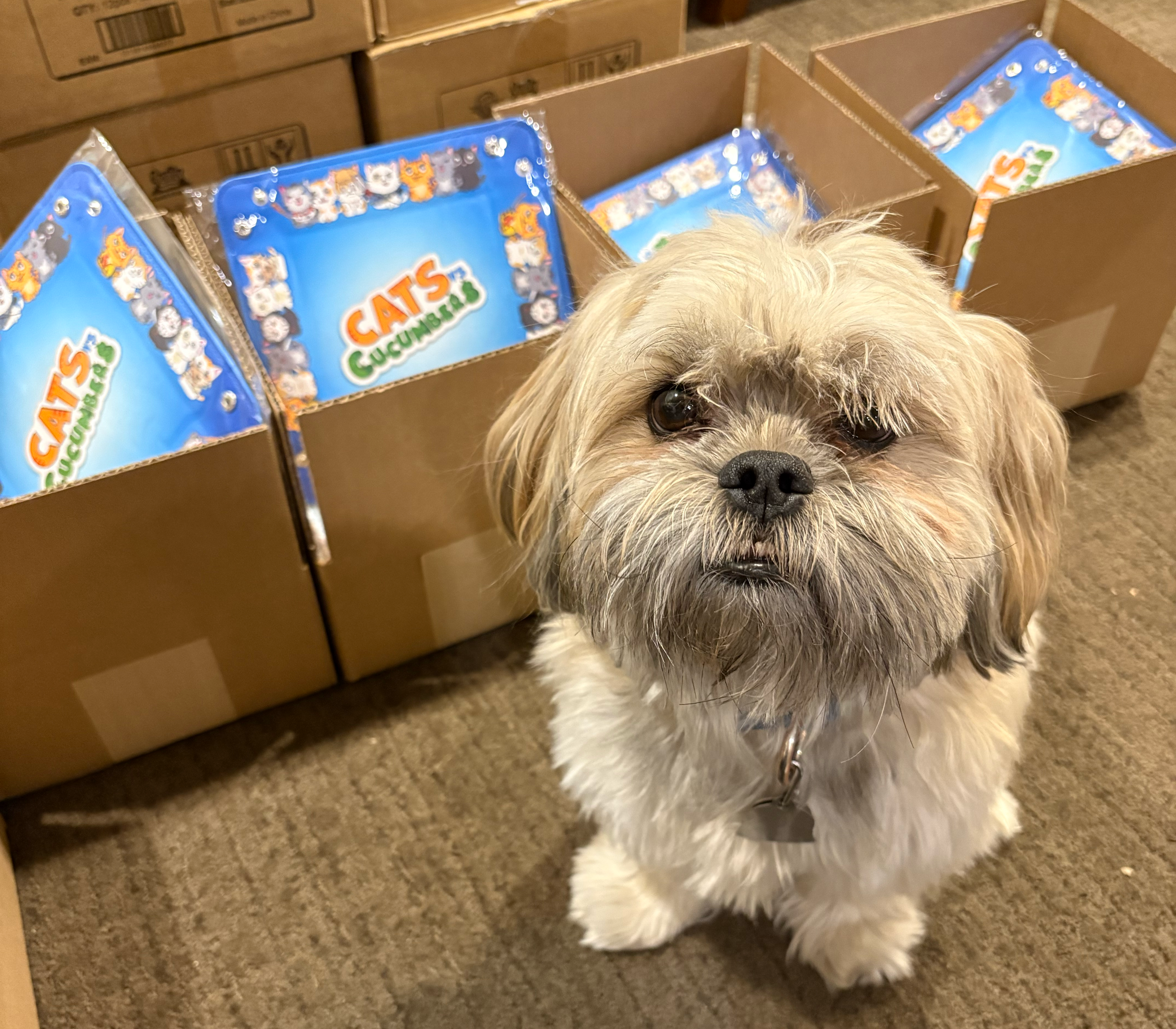 USA Cats vs Cucumbers Fulfilled!