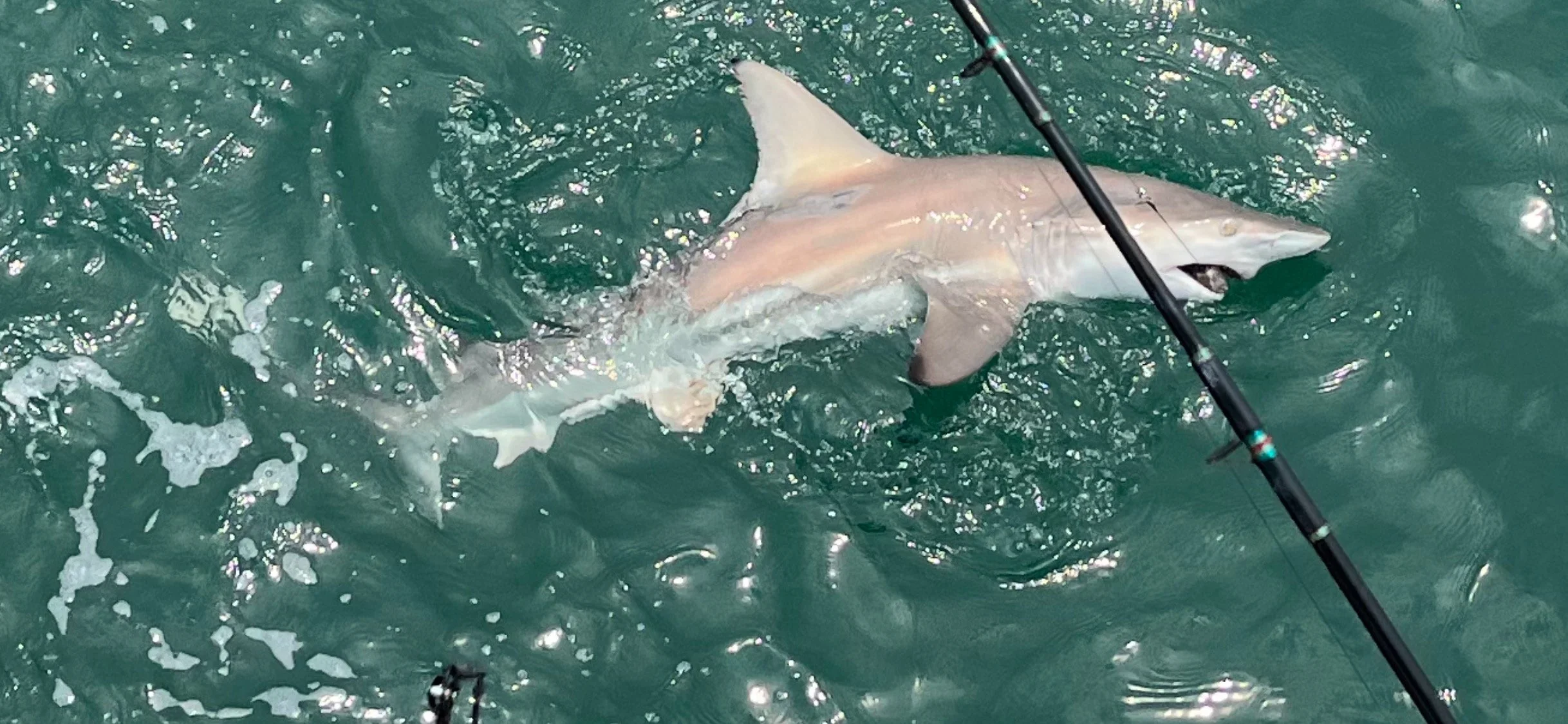Shark Fishing OBX Mike Tierney Outer Banks