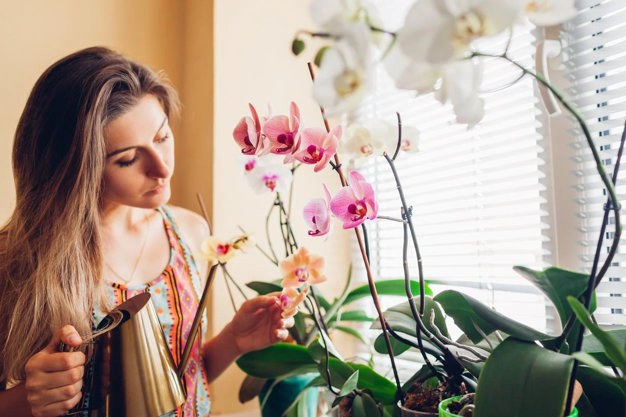 Woman caring for orchids, symbolizing menopause wellness