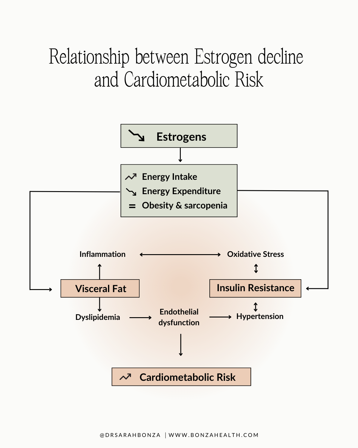 A graphic demonstrating the relationship between estrogen decline and cardiometabolic risk.