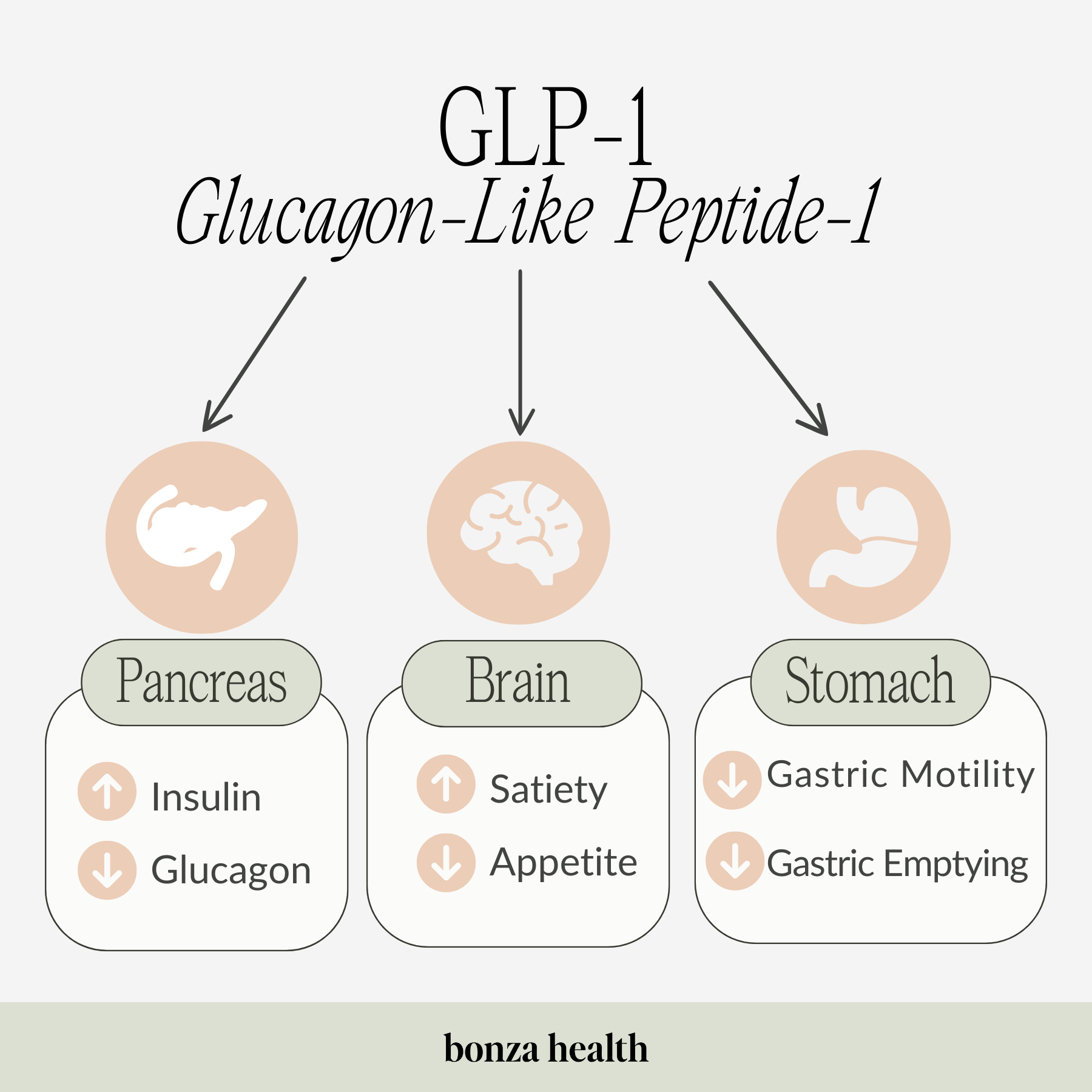 Illustration of How Glp 1 Affects Insulin Sensitivity