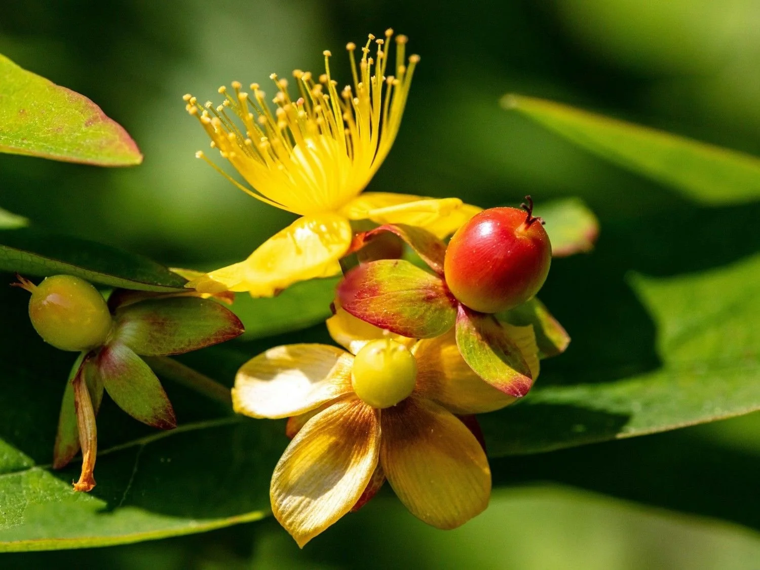 Close-up of a vibrant yellow flower with red and green berries