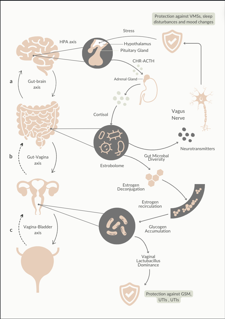 Estrogen, gut health, estrobolome and overall health