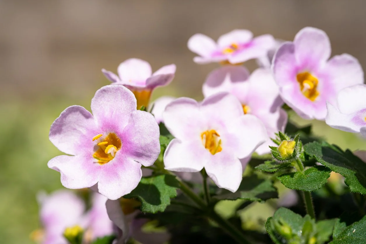 Close-up shot of Bacopa monnieri flowers and green leaves