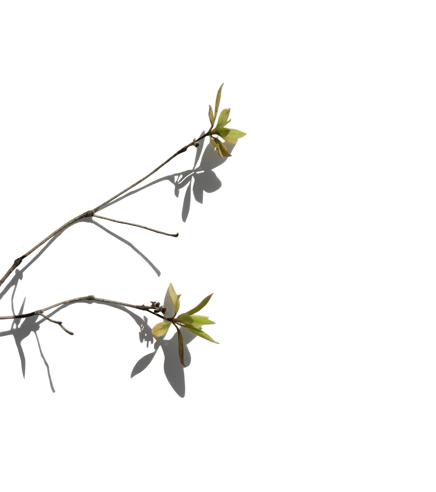 Branch with green leaves
