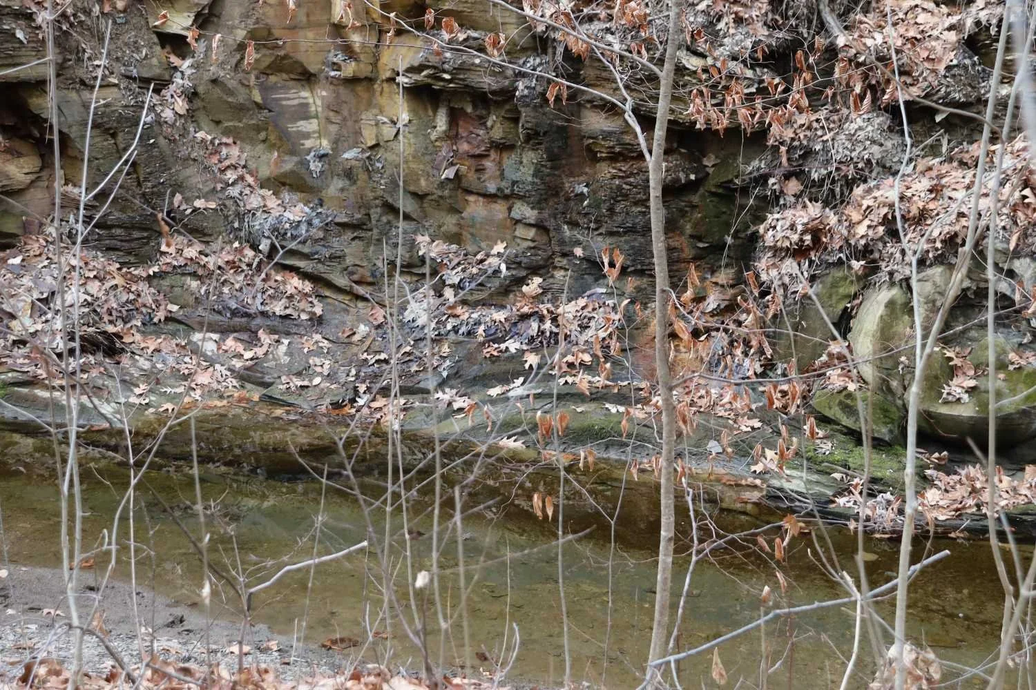 Rocky stream with dried leaves and bare tree branches in the woods