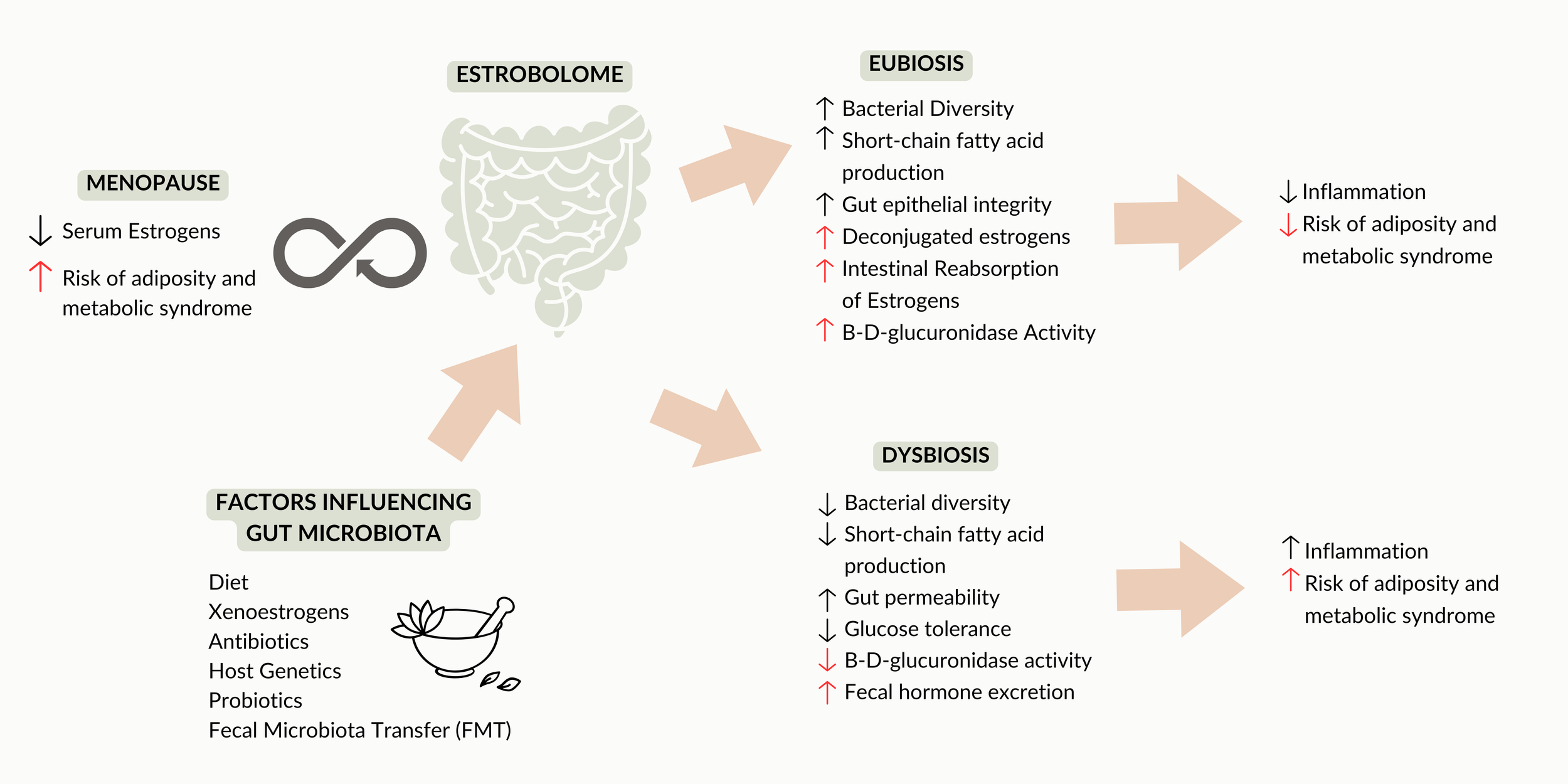 A graphic that demonstrates how the estrobolome works