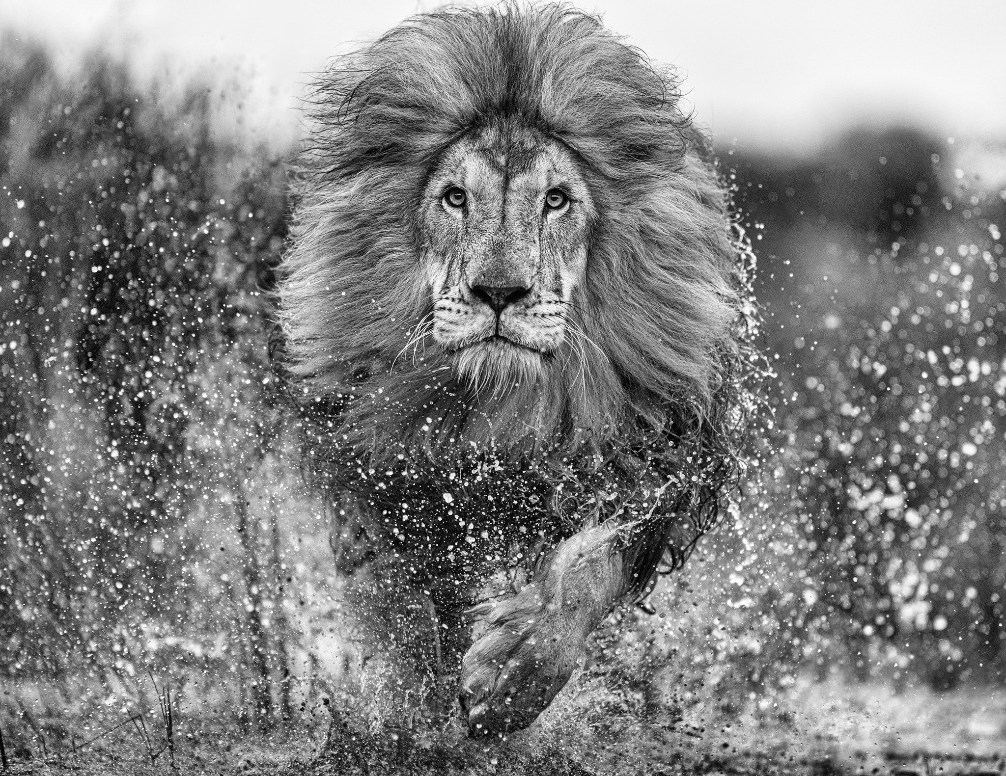 David Yarrow's striking black-and-white photograph, Marshlands (2023), currently on display at Beyond Boundaries with Maddox Gallery, showcases the artist&rsquo;s renowned ability to capture the wild in its most powerful and raw form. 

The artwork s