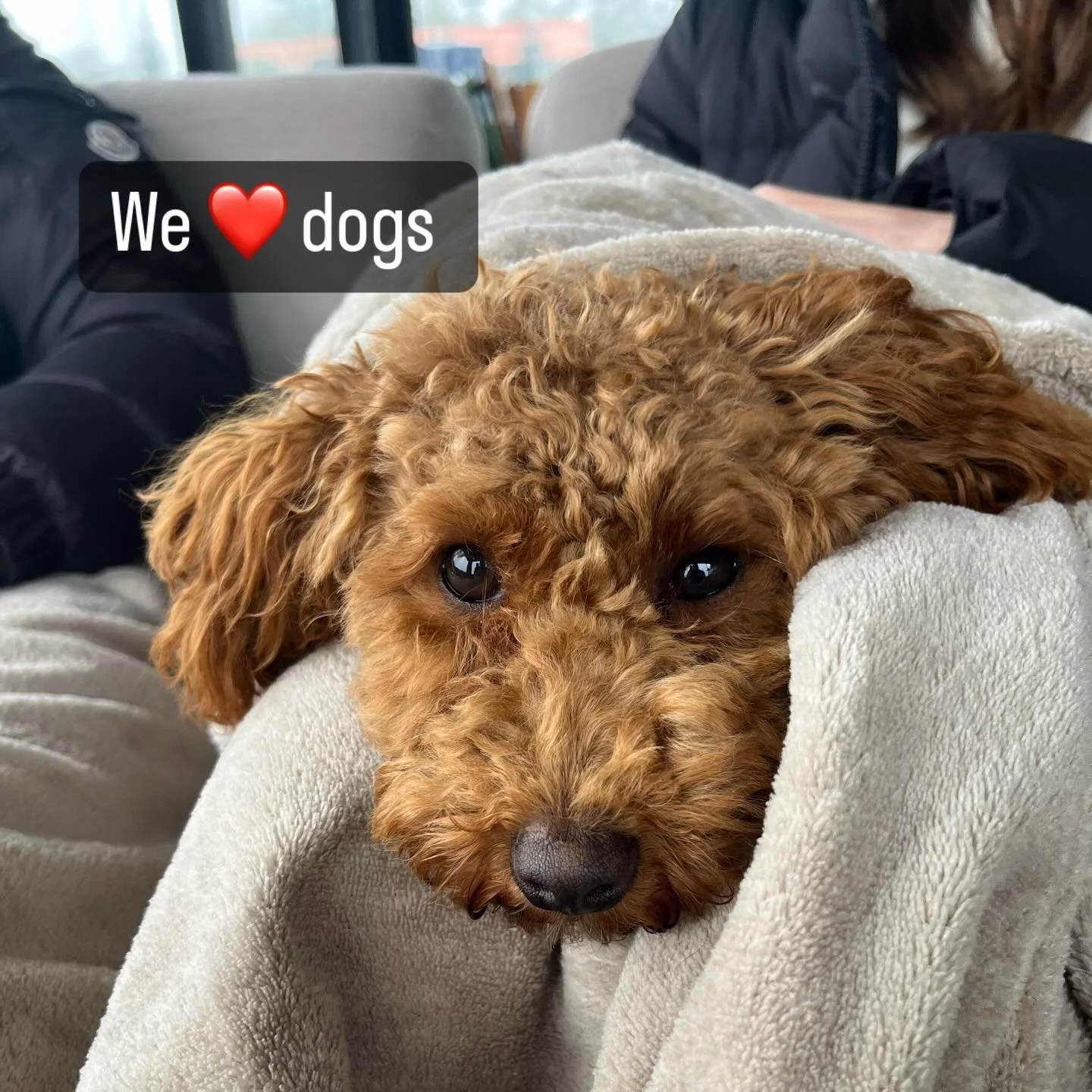 Wer Hunde hat, wei&szlig;: Sie sind einfach Familie. 🐾

Und genau so f&uuml;hlt es sich f&uuml;r mich schon mein ganzes Leben lang an.
Ich bin mit Hunden aufgewachsen &ndash; und kann mir ein Leben ohne sie nicht vorstellen.

Umso sch&ouml;ner ist e