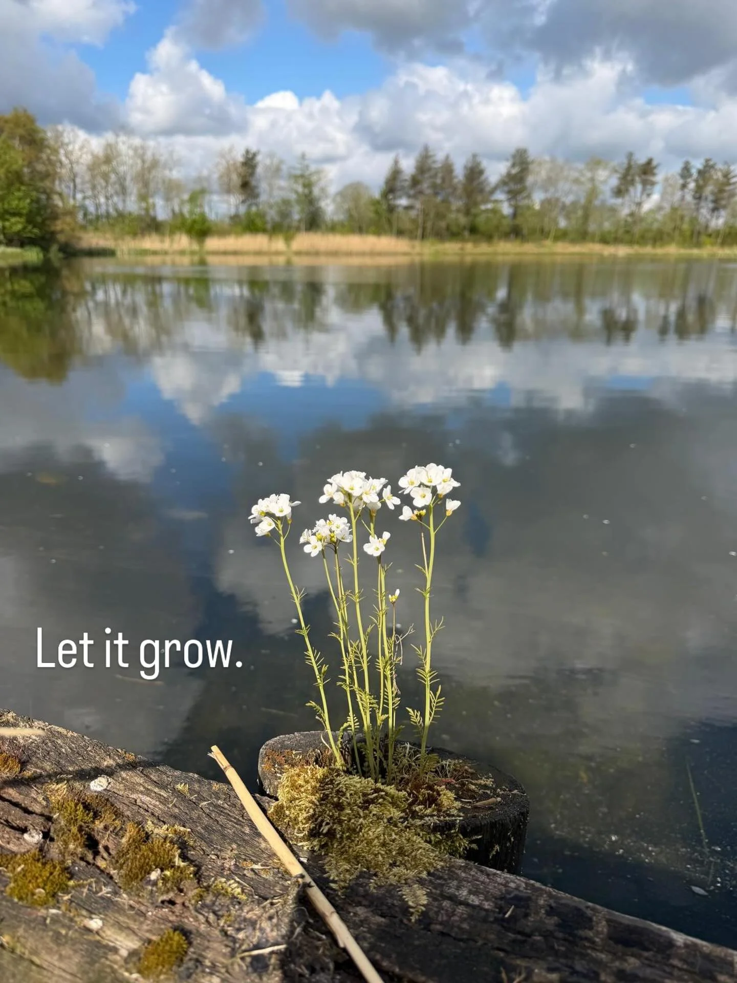 Ein Ort, an dem Leben w&auml;chst.
Ganz leise. Ganz echt. Ganz Hygge Lake. 🤍

Mitten zwischen Holz, Moos und See entsteht pl&ouml;tzlich etwas Neues &ndash; zart, ruhig und voller Kraft.
Ohne Eile. Ohne Perfektion. Einfach, weil es darf.

Genau das 